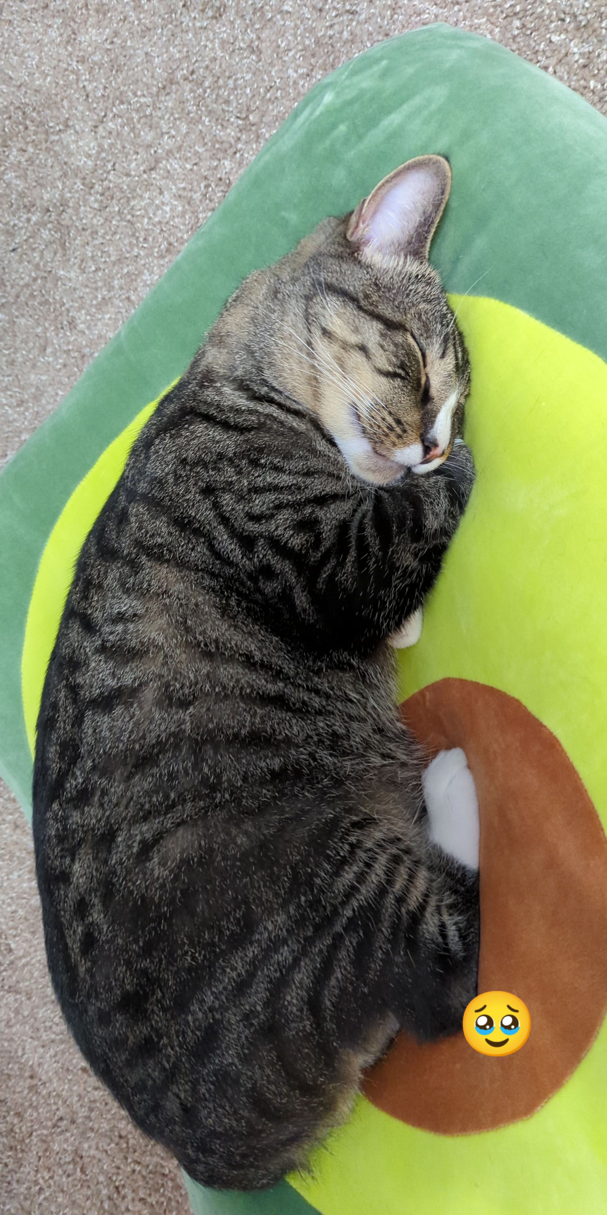 hey guys! my cat has food allergies and I've been giving him royal