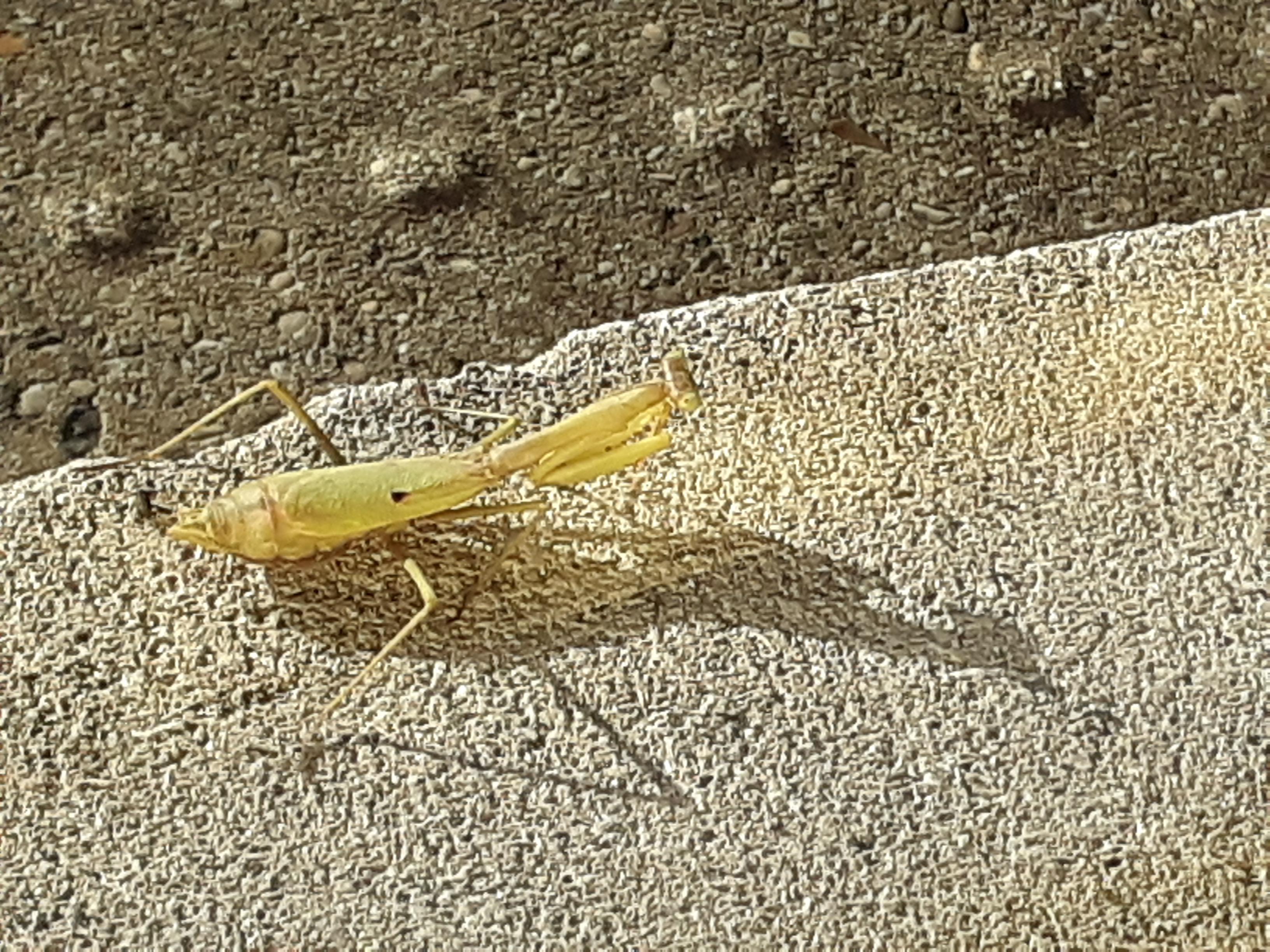 Praying Mantis, praying for good weather in Ohio r/insects