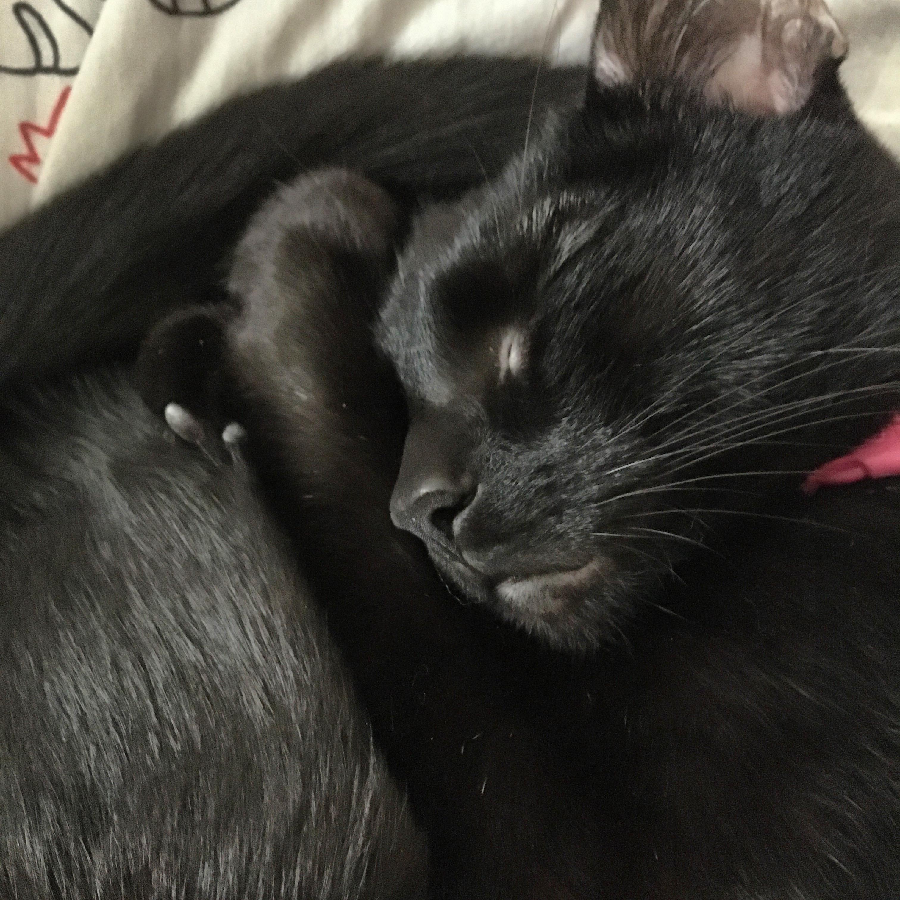 And they say black cats are hard to take pictures of... r/aww