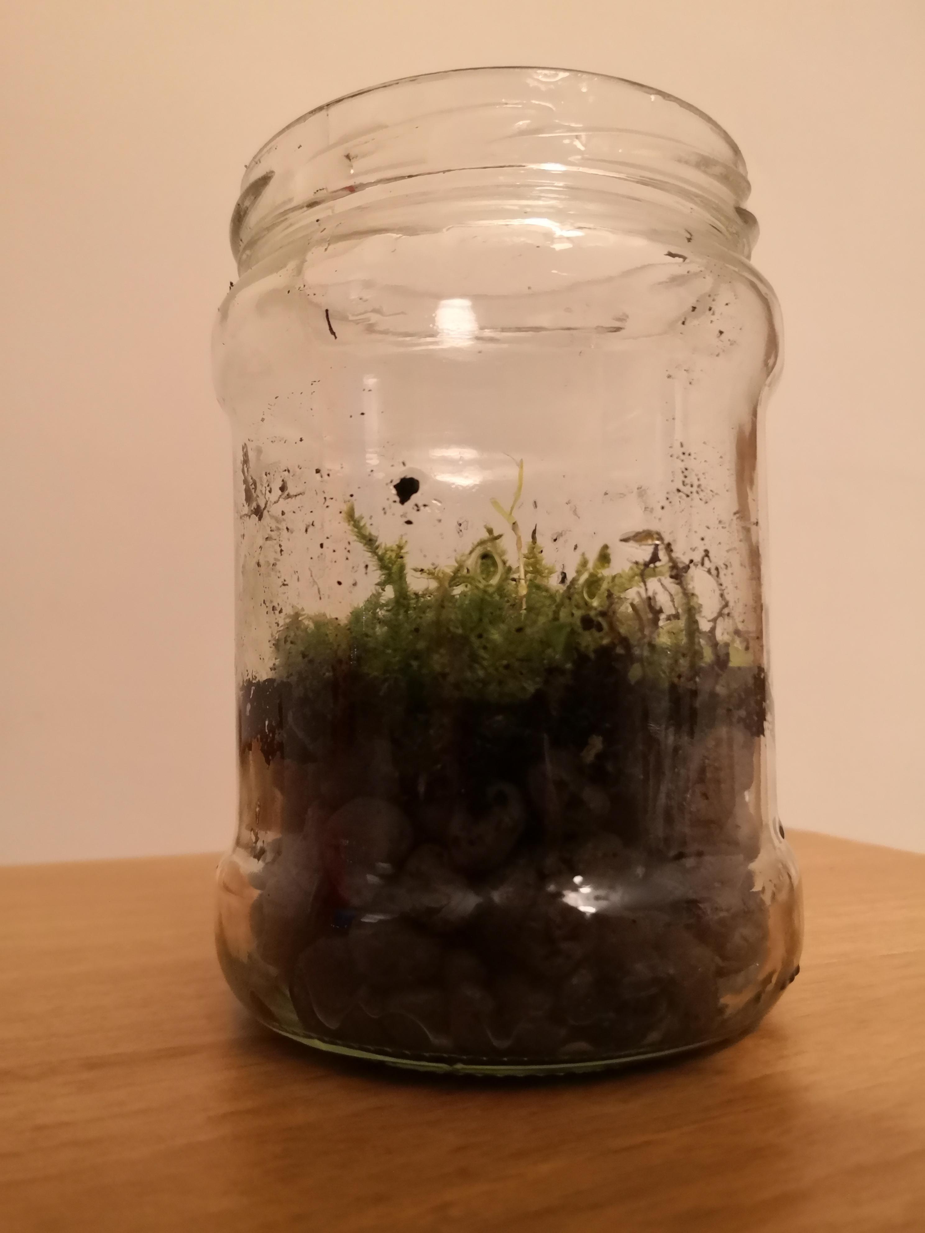 Do you have any suggestions to grow moss in a jar?