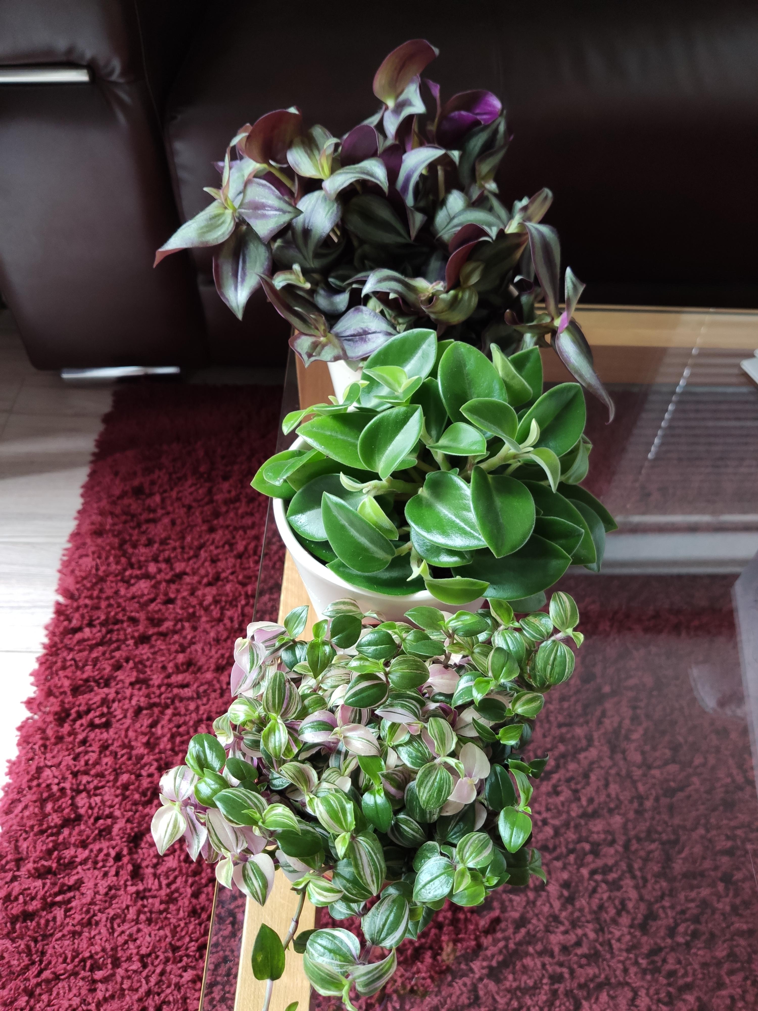 More plants at Aldi for £3.99 each (Colne, Lancashire). 🌱 r/houseplants