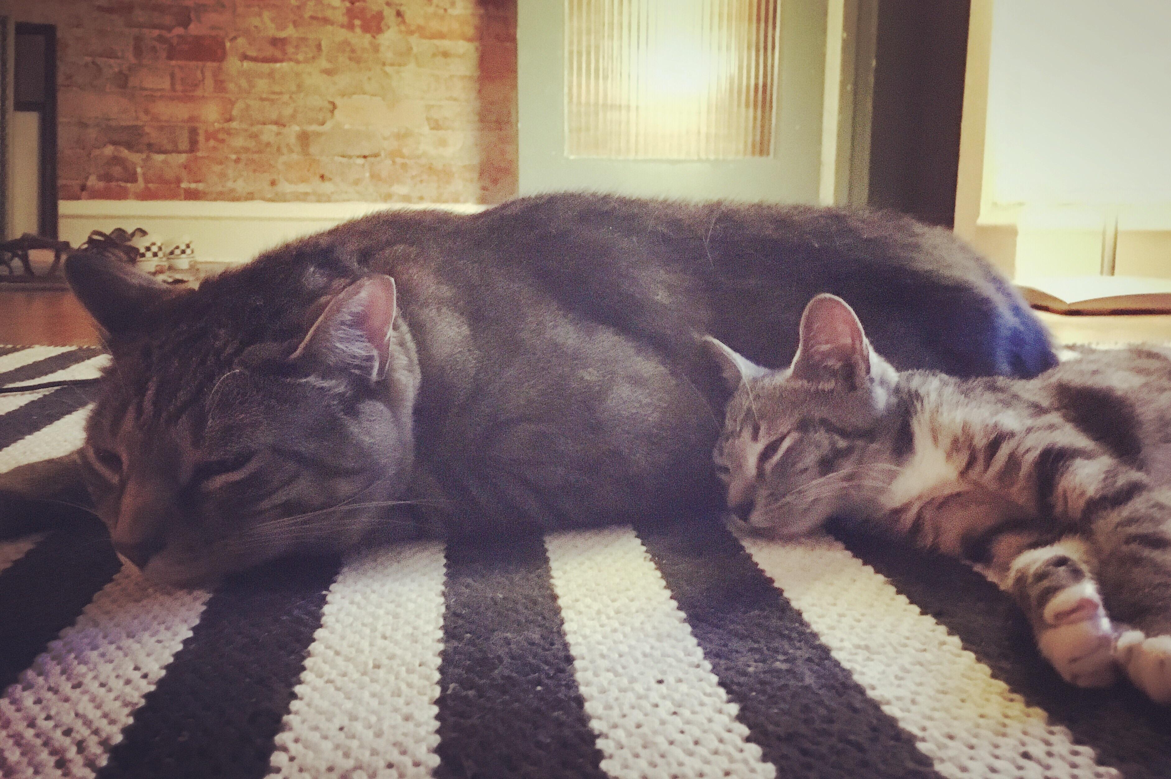 My older cat seemed a lil bored and lonely so we decided to get a