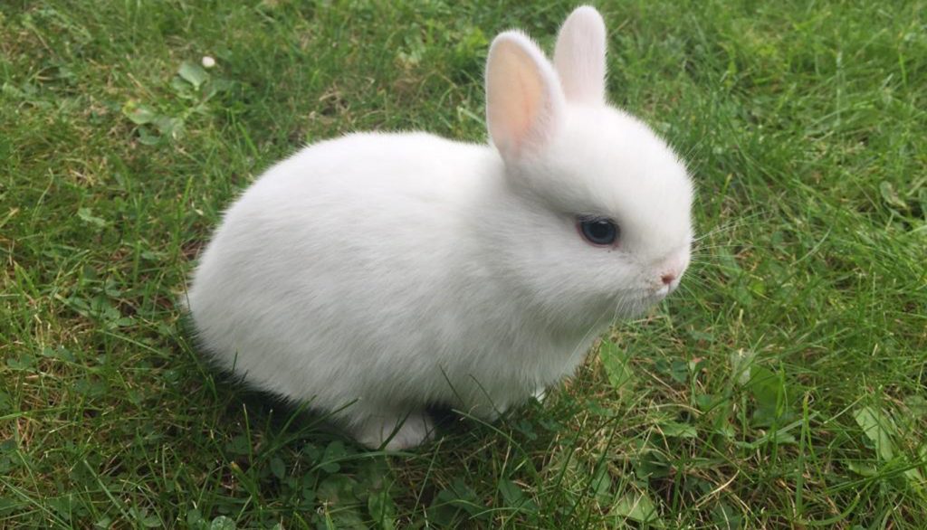 Cute Dwarf Rabbit Doesn't Look Real (What you think?) r/aww