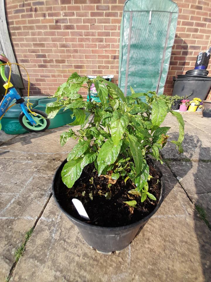 does anyone else in the UK bring in their favorite chilli over winter