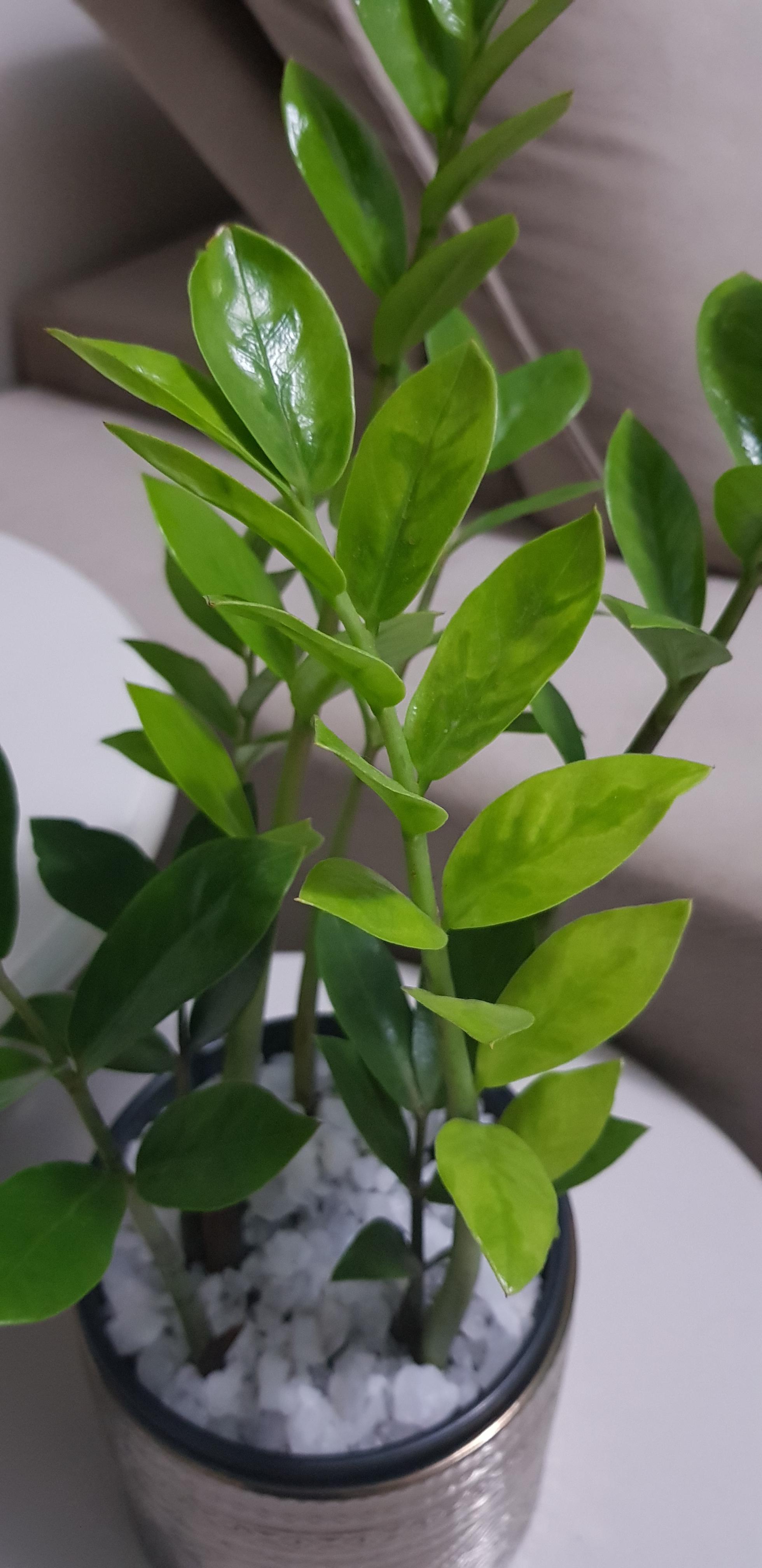 Hey guys, my zz plant leaves are turning light green. The leaves were