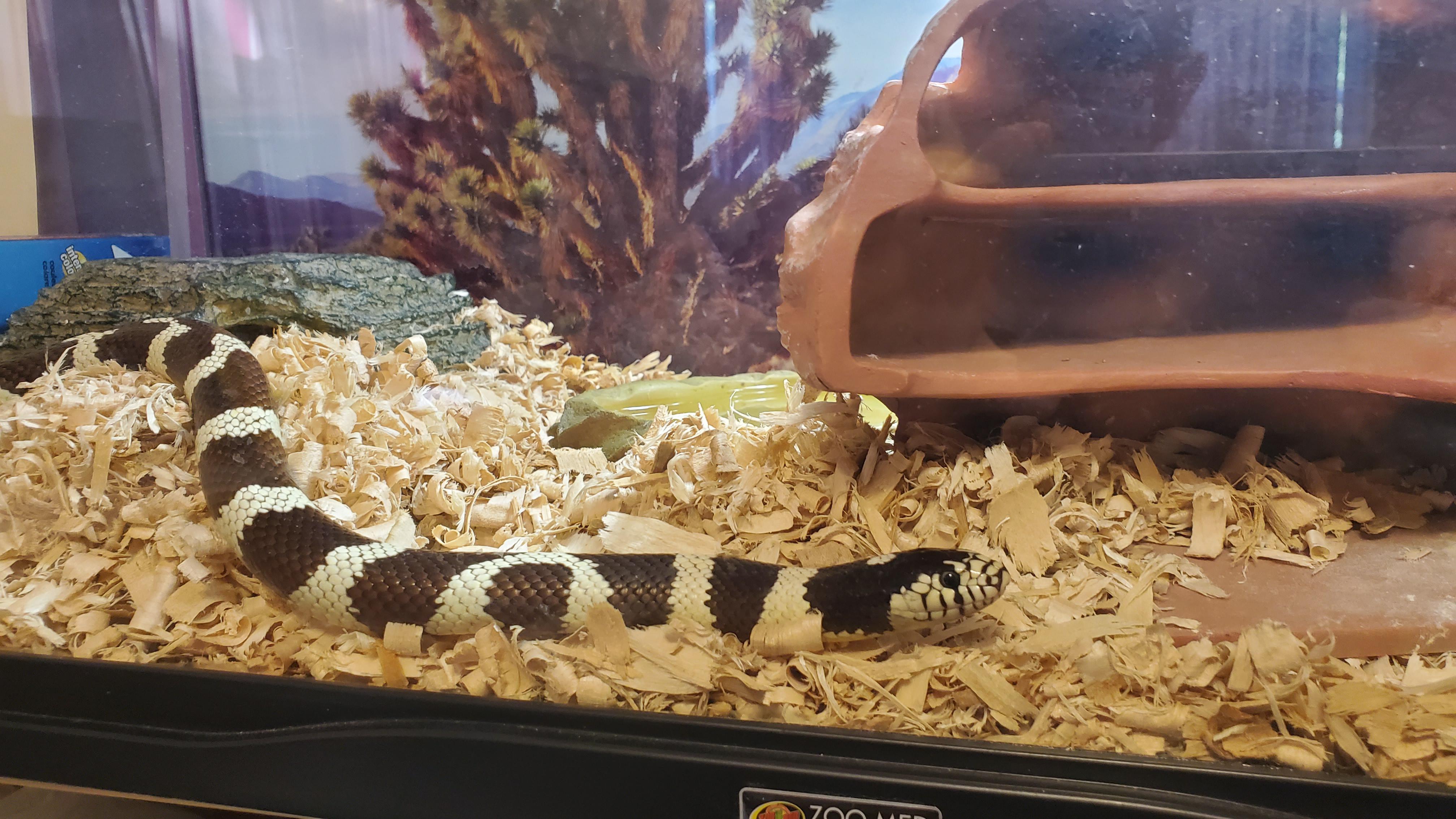 My California Kingsnake Her name is fluffy 😍 r/snakes