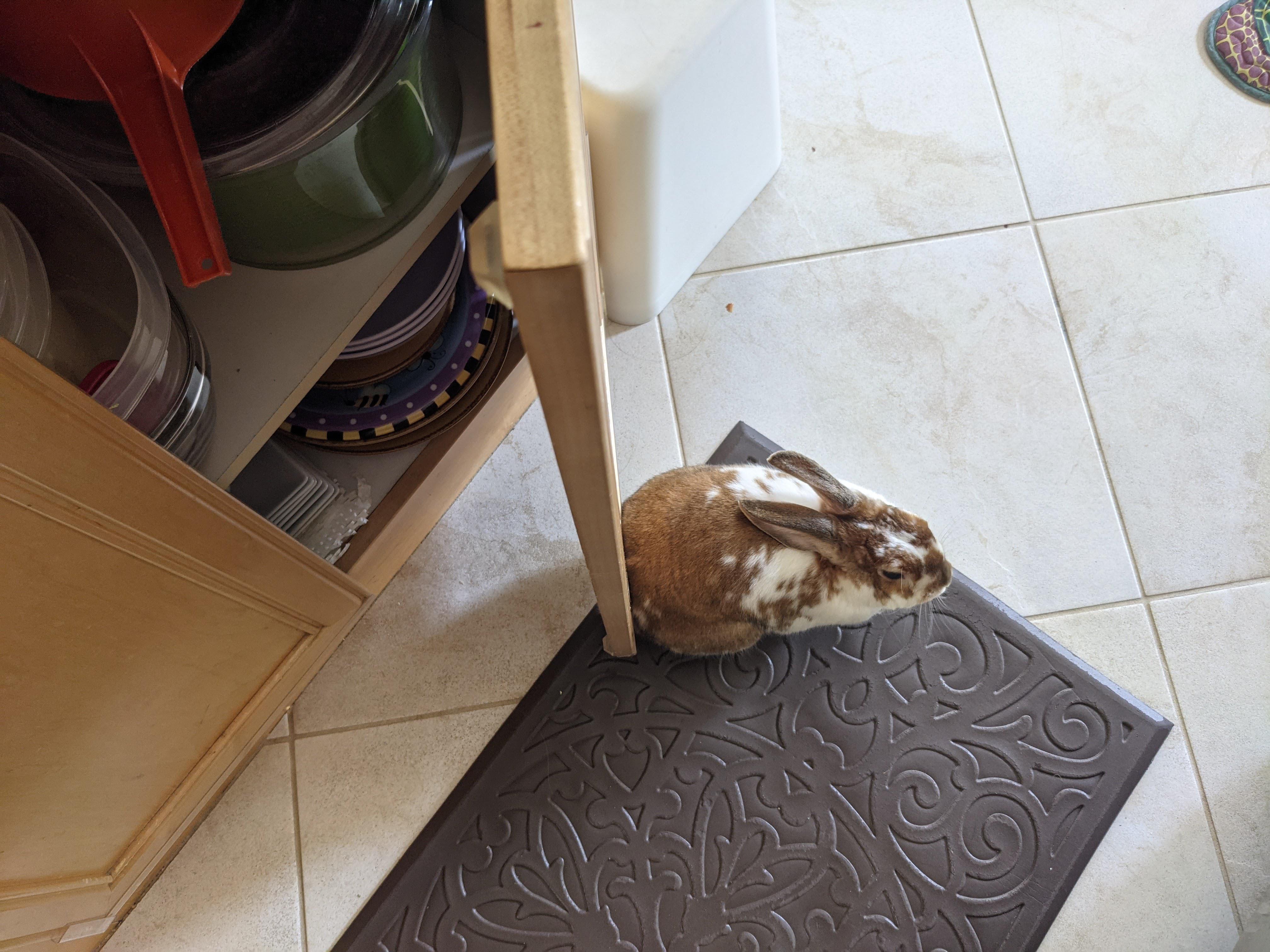 "No, I won't let you open your doors" aka bunny butt door stop