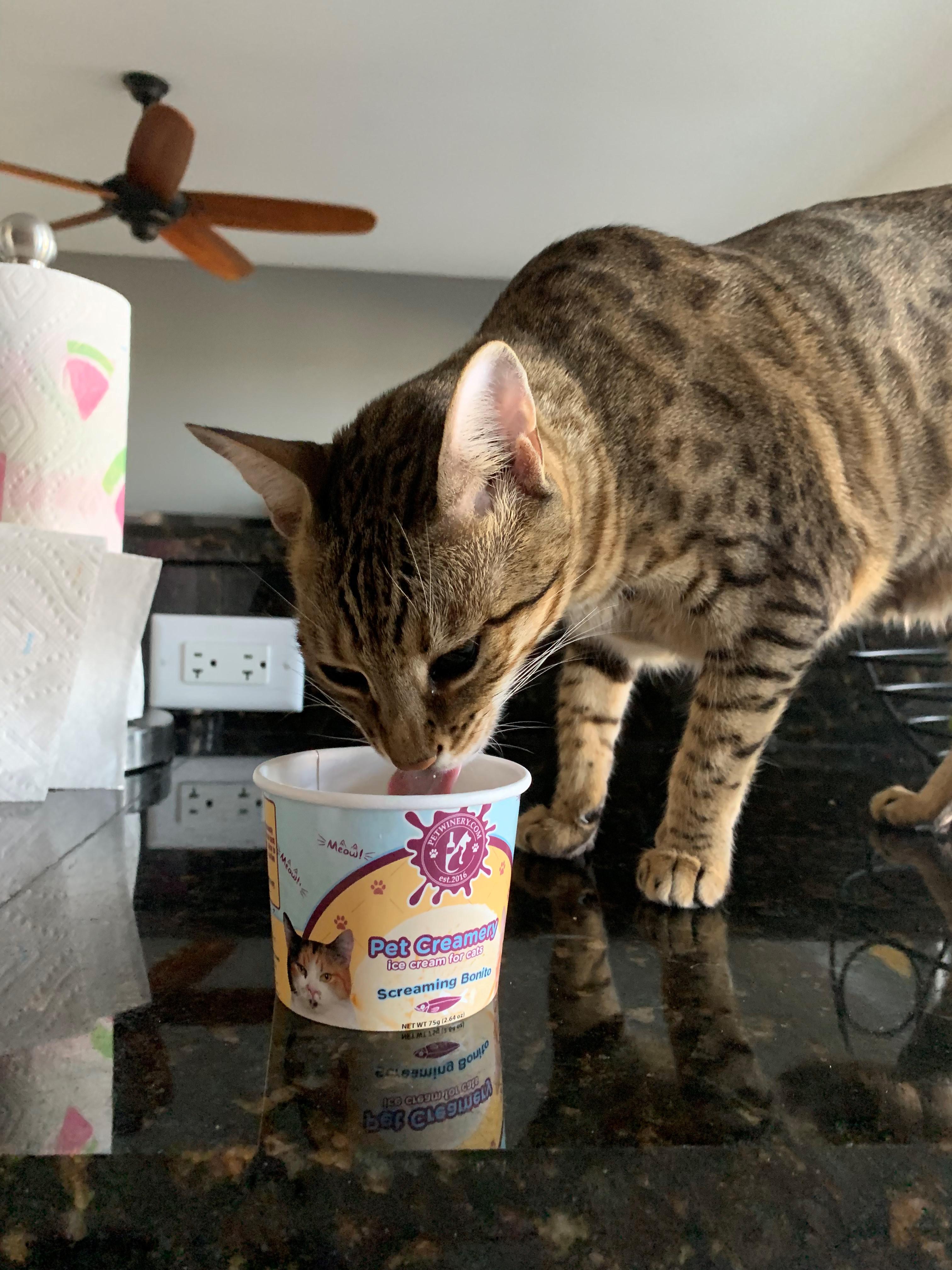 Cat Ice Cream = Success! Meow licking good LOL r/cats