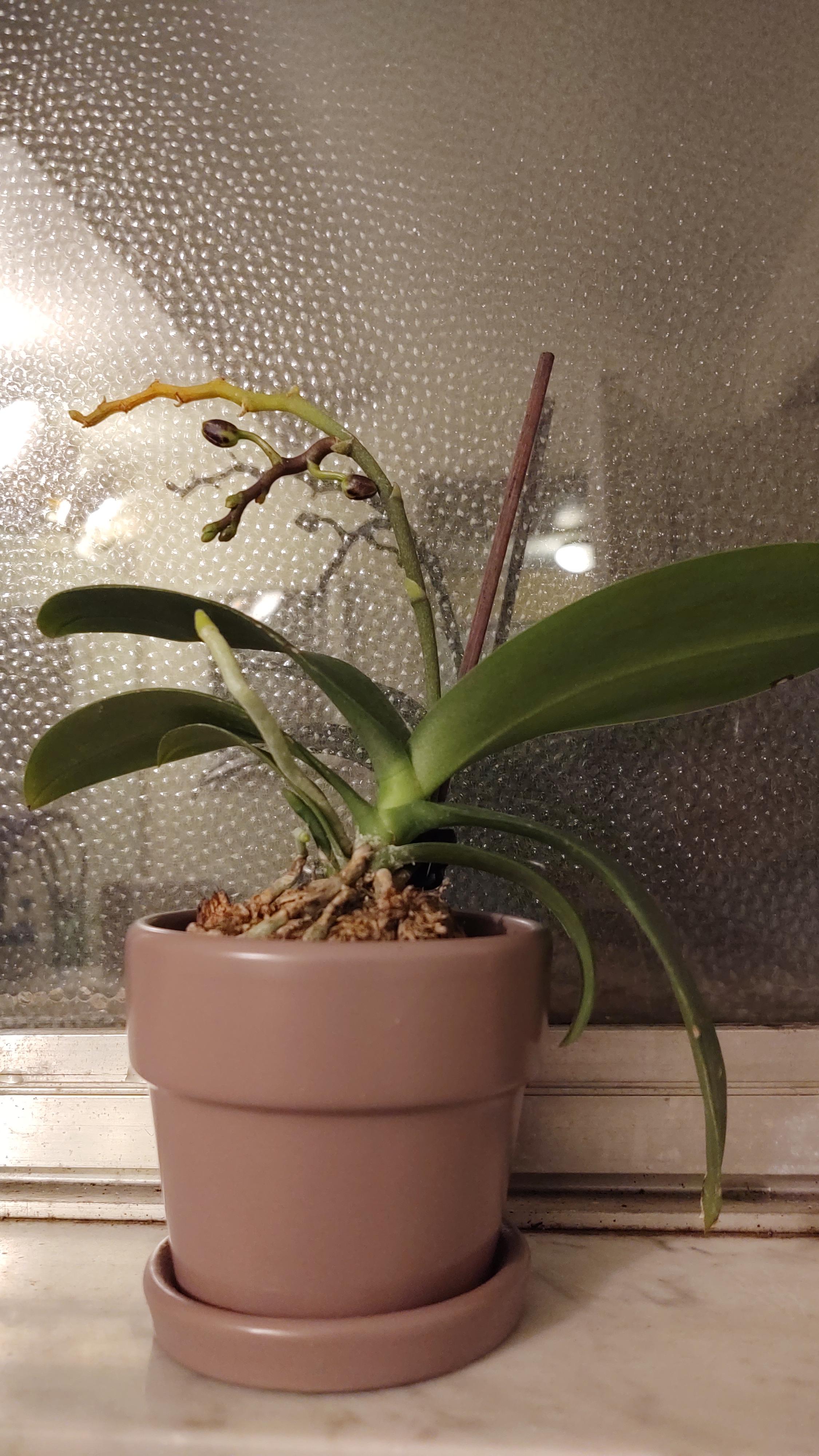 Orchid flower spike with buds turning yellow. Help! r/plantclinic