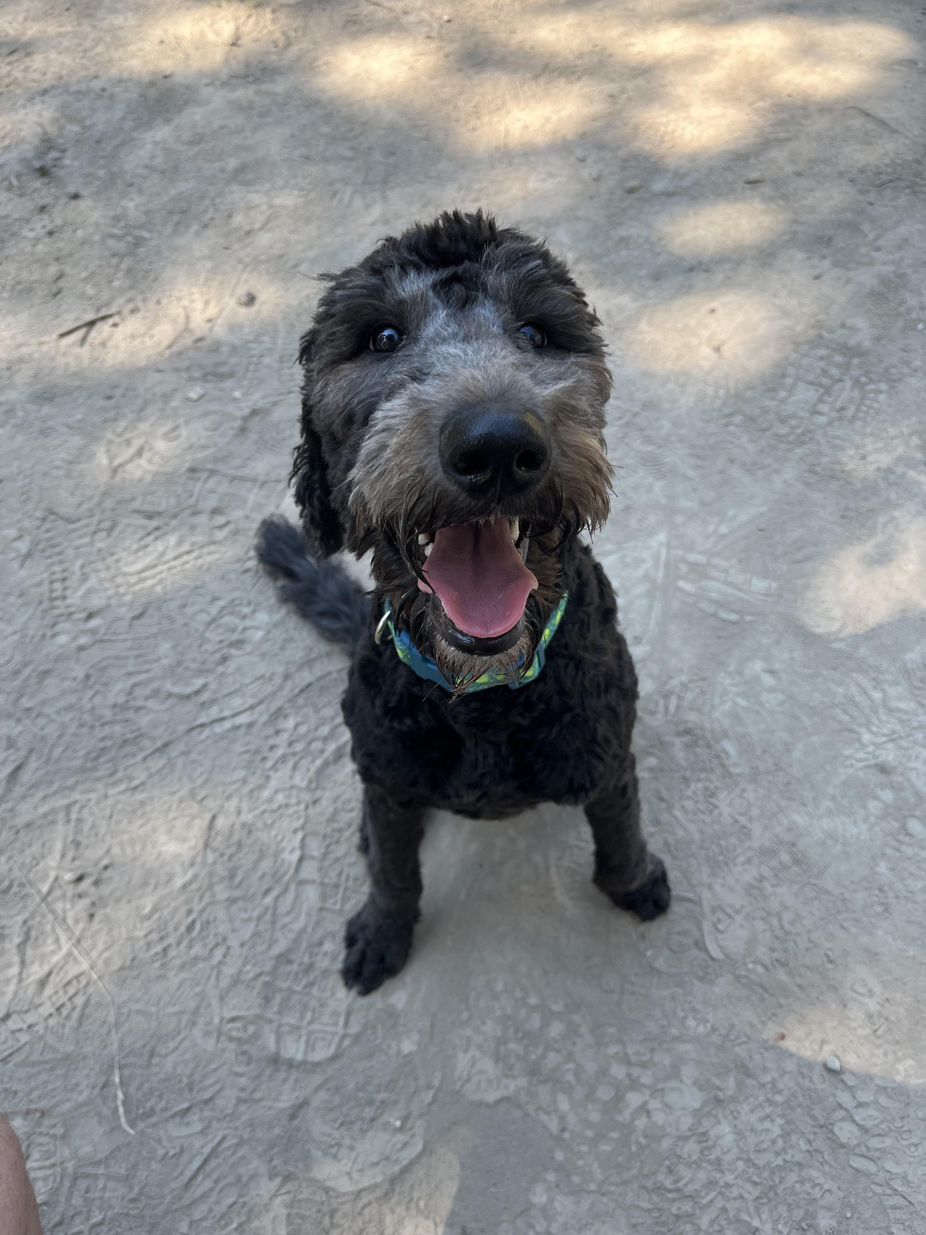 CAT the dog is 9 months. Medium F1 Bernedoodle. Advice on when to spay