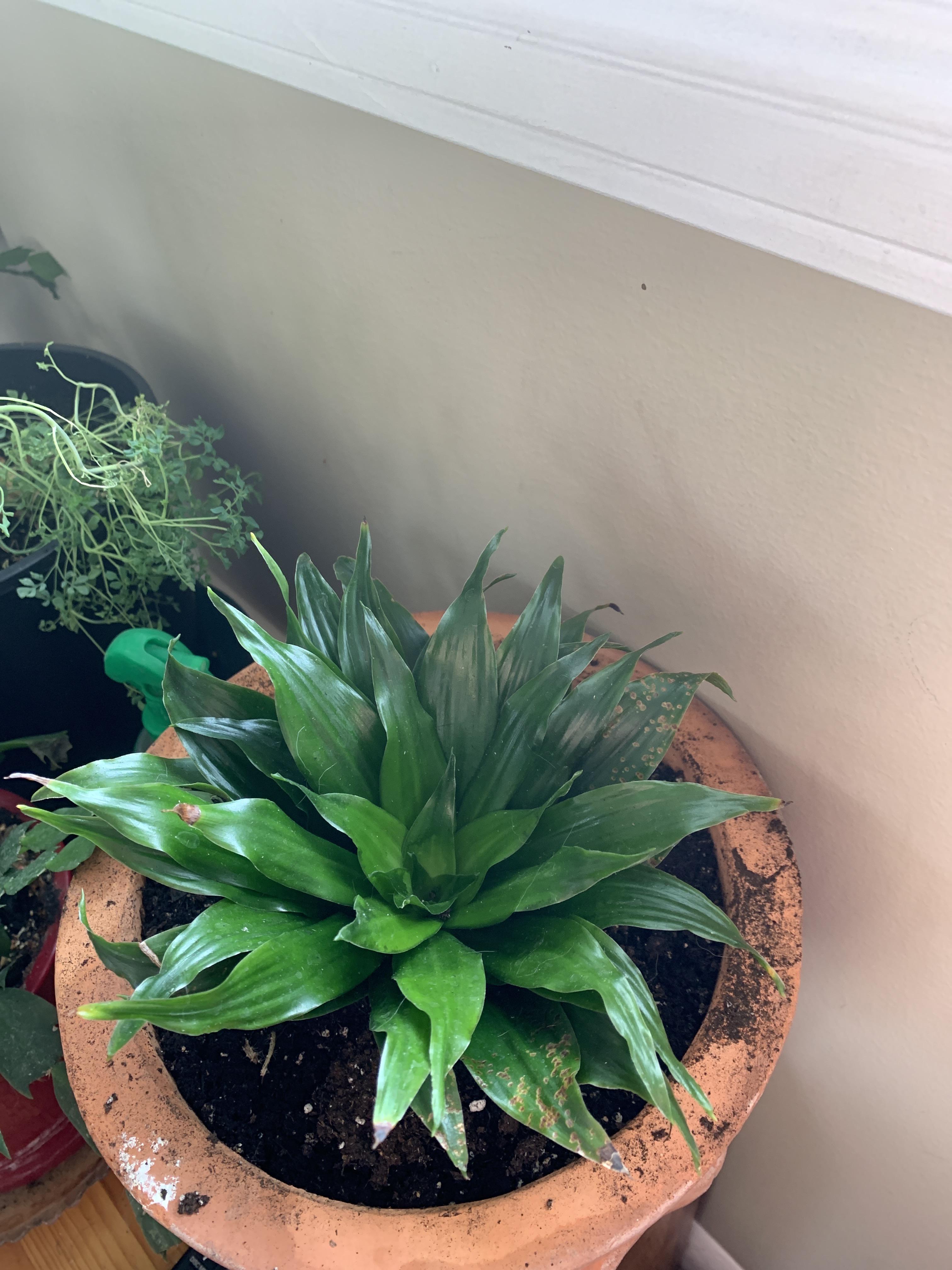 Plant experts of Reddit! Please help ID my new friend! r/houseplants