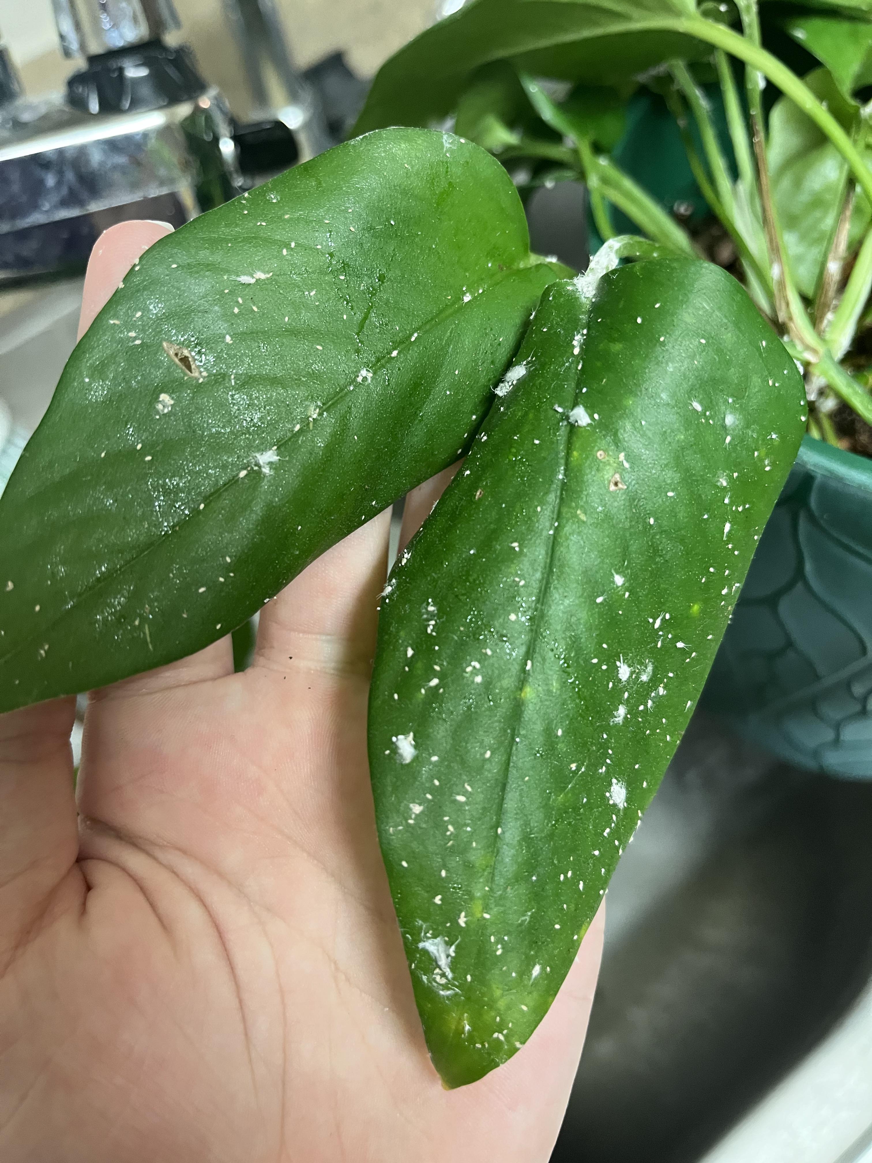 Pothos with White Stuff? I tried cutting off leaves and stems with the