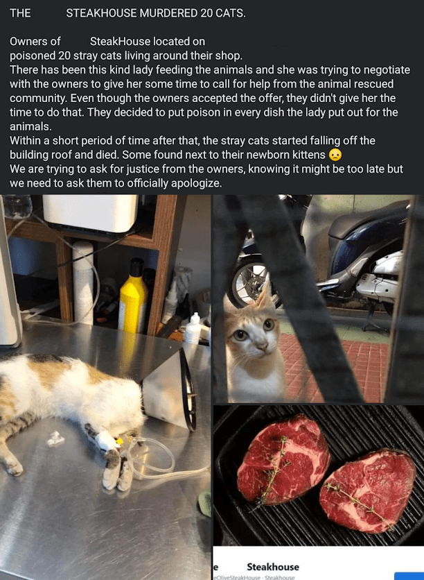 Steakhouse poisoned 20 stray cats after agreeing to give their
