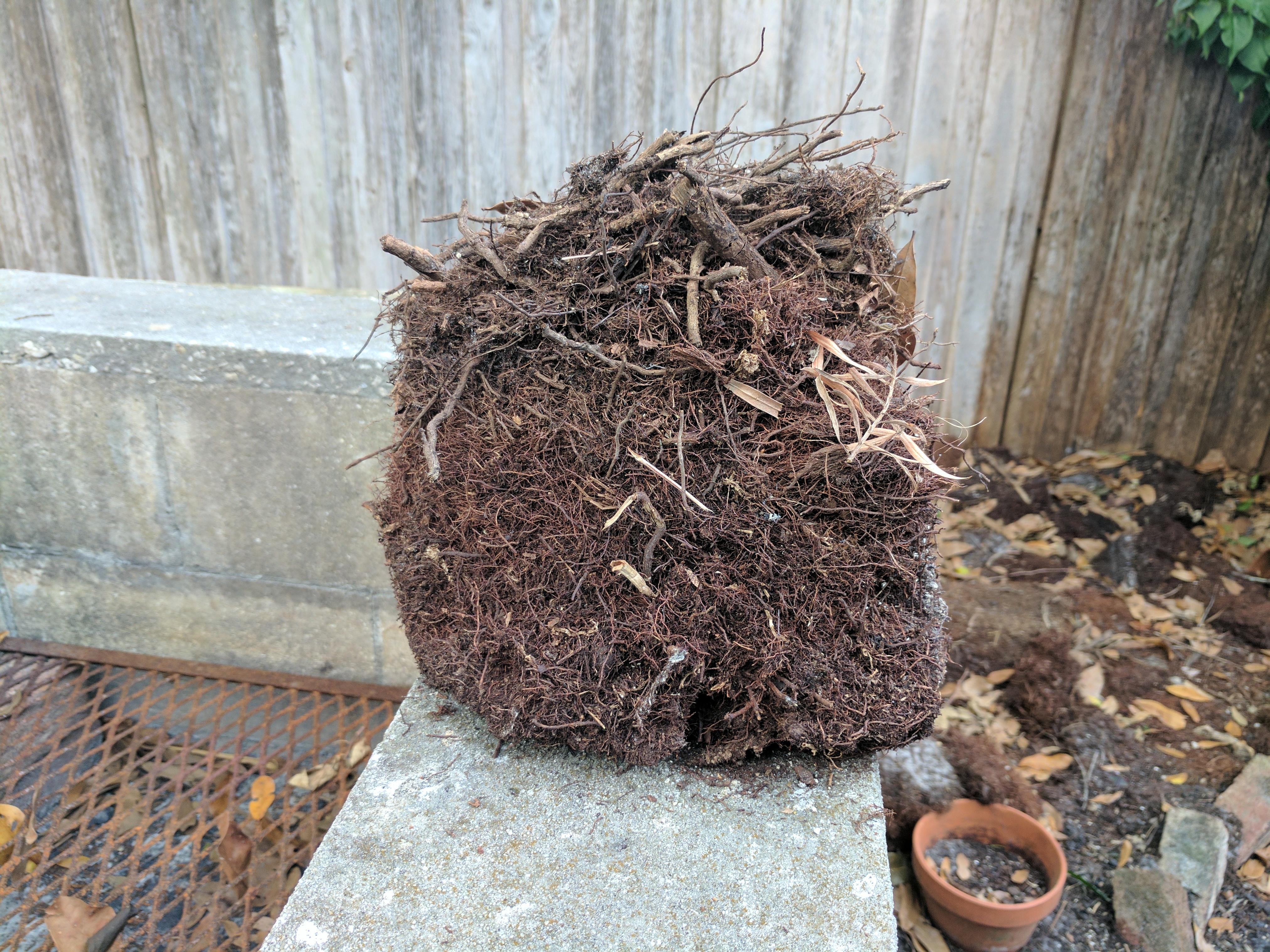 [Central Florida] [Backyard root system] My entire large backyard is a