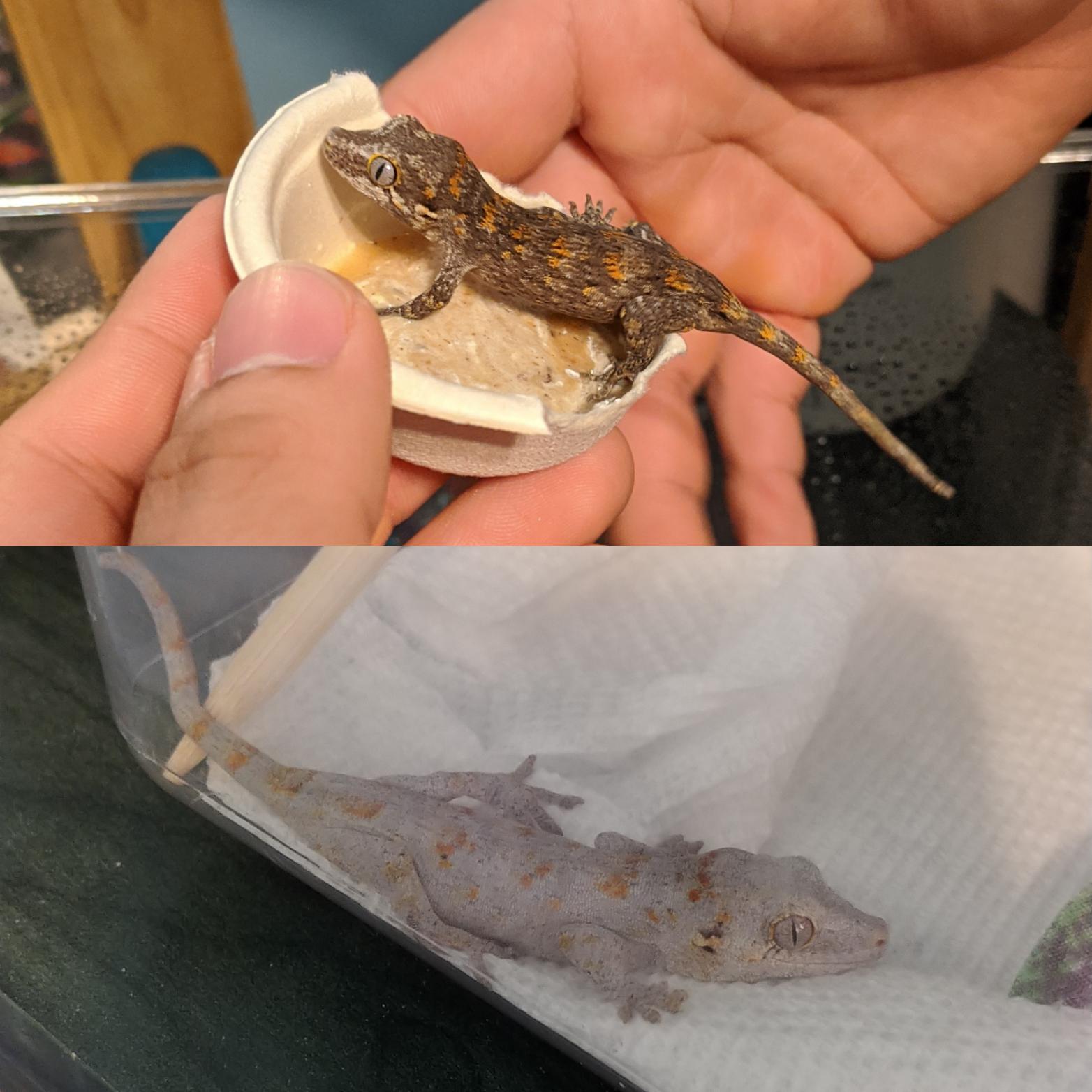 4 month gargoyle gecko fired up vs. fired down. I still need a name for