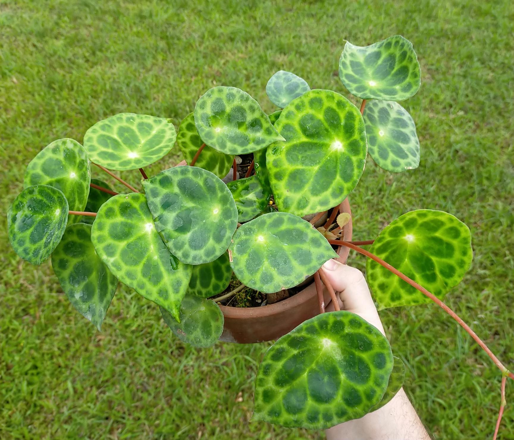Begonia kingiana. I've had this guy for over a year and absolutely love
