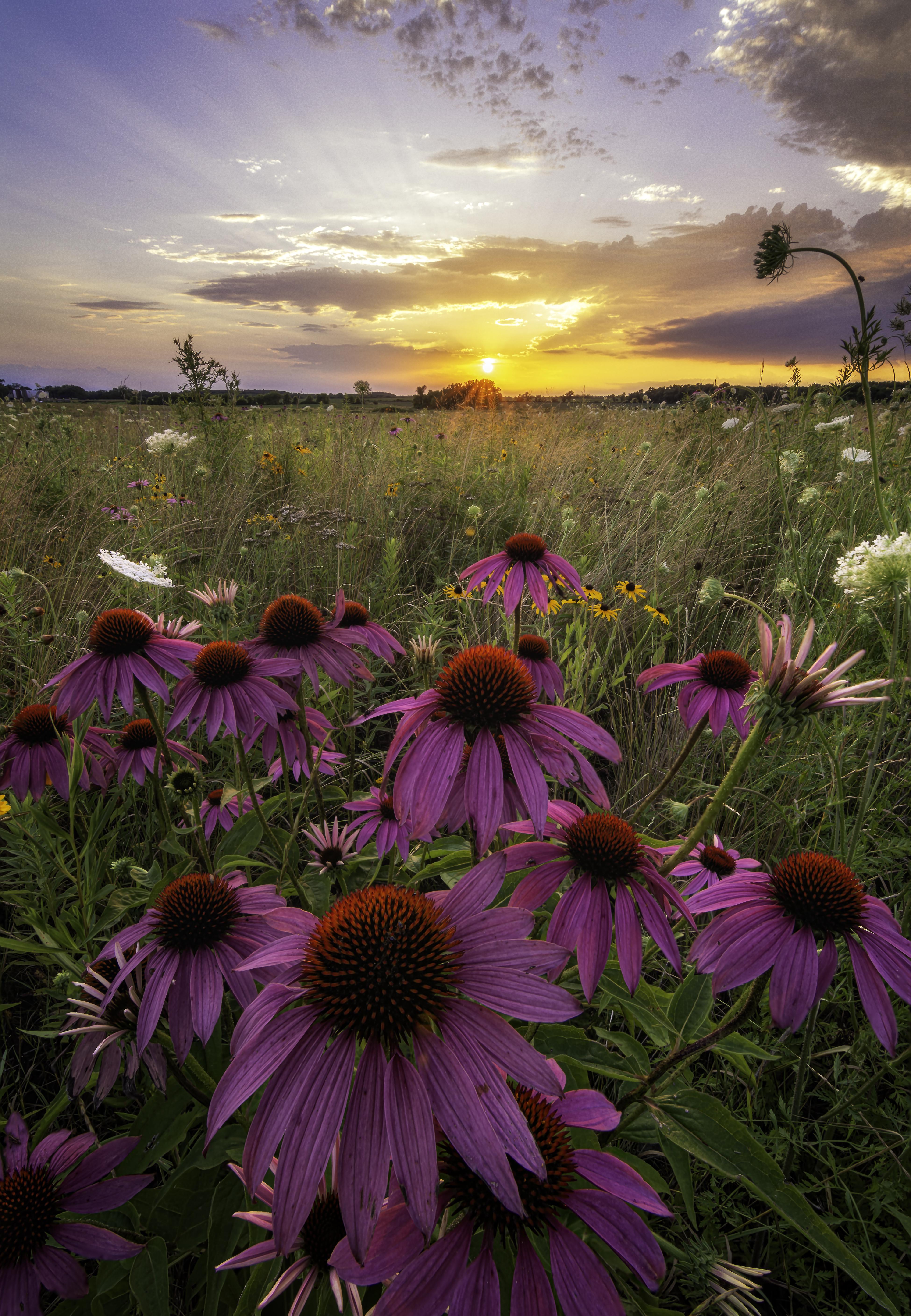 A midwestern sunset and wildflowers in NE Iowa. [3900x5635] Nature