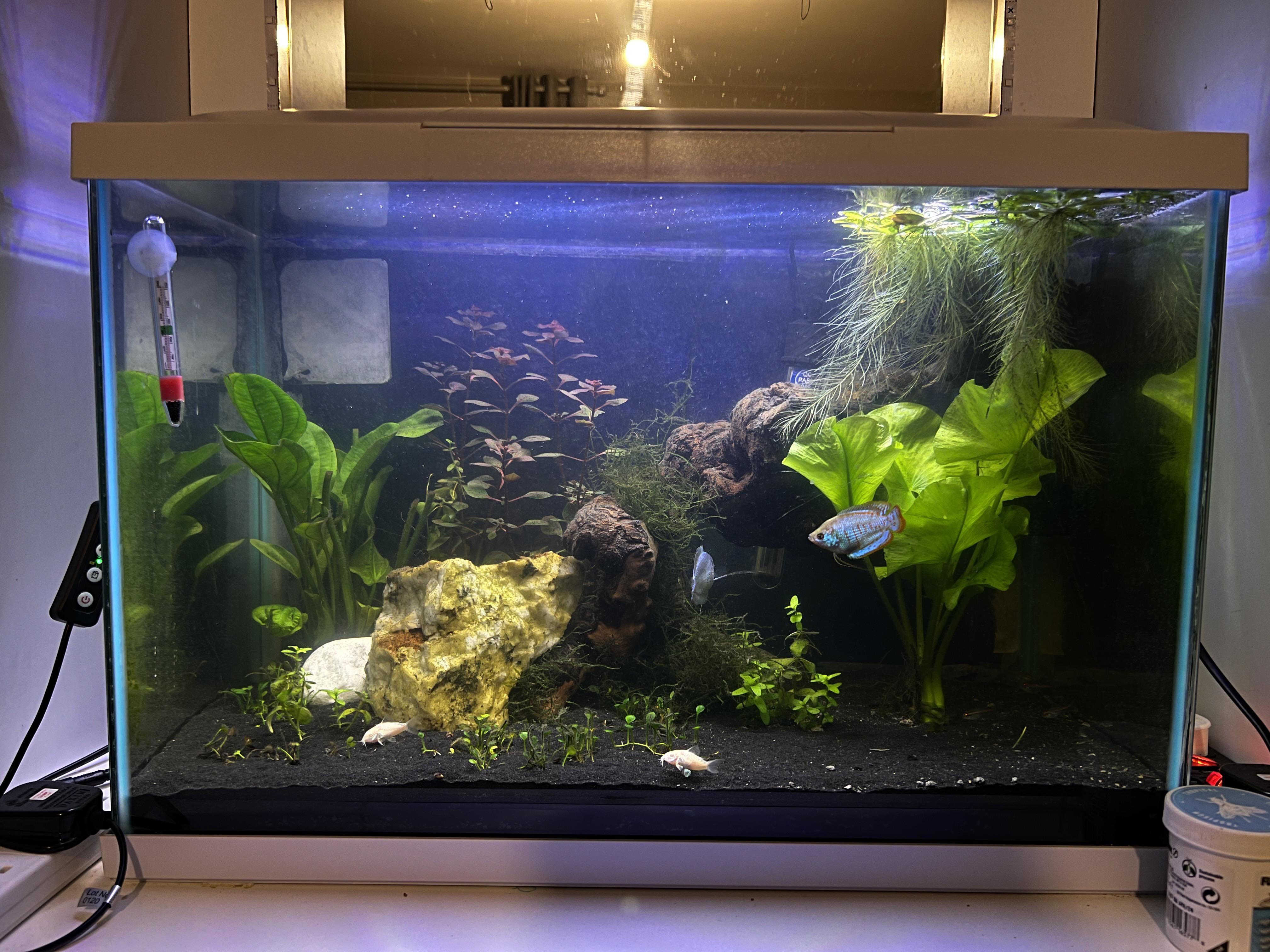 fish tank review r/fishforthought