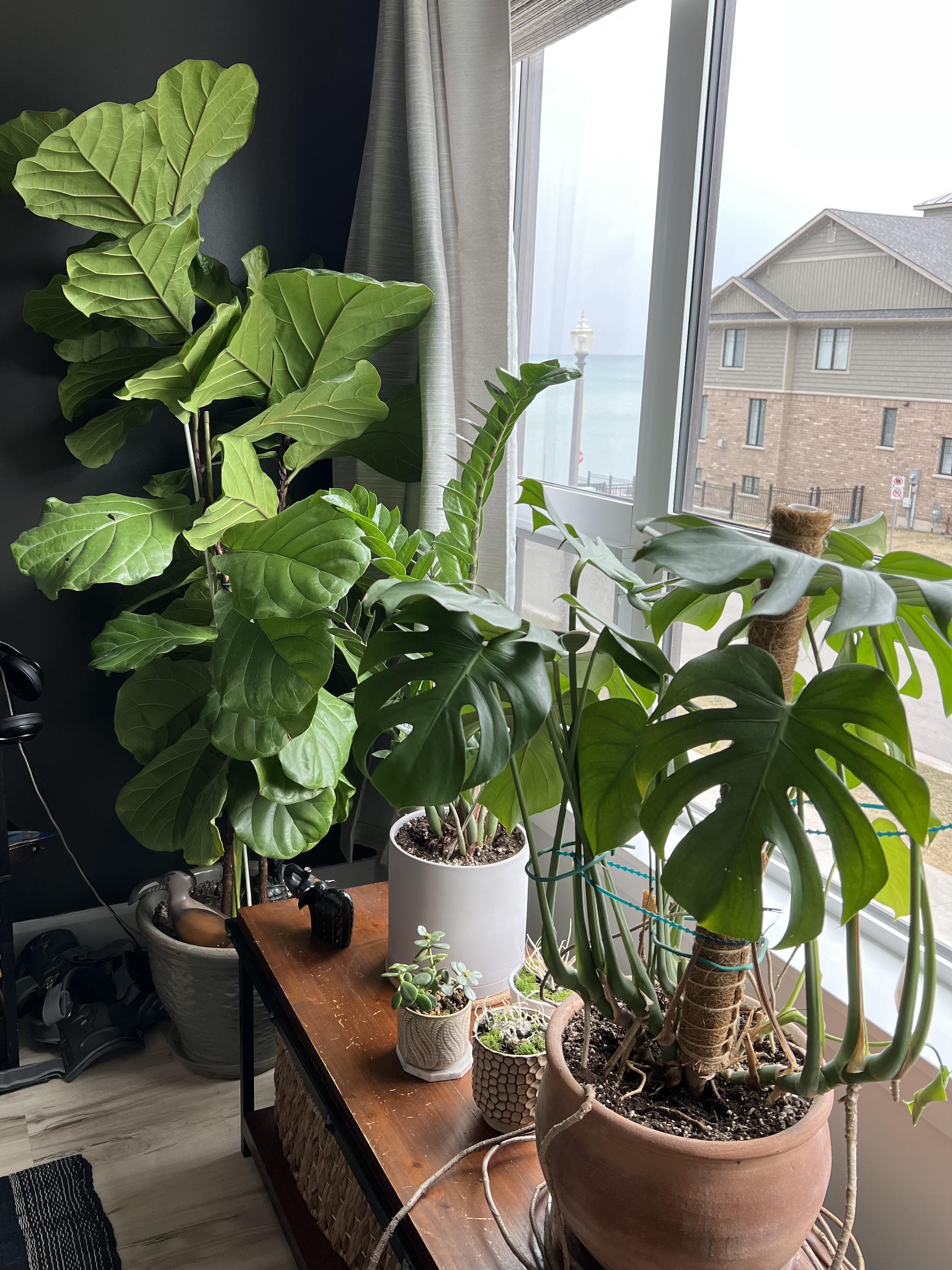 Plants with Lake Ontario view r/houseplants