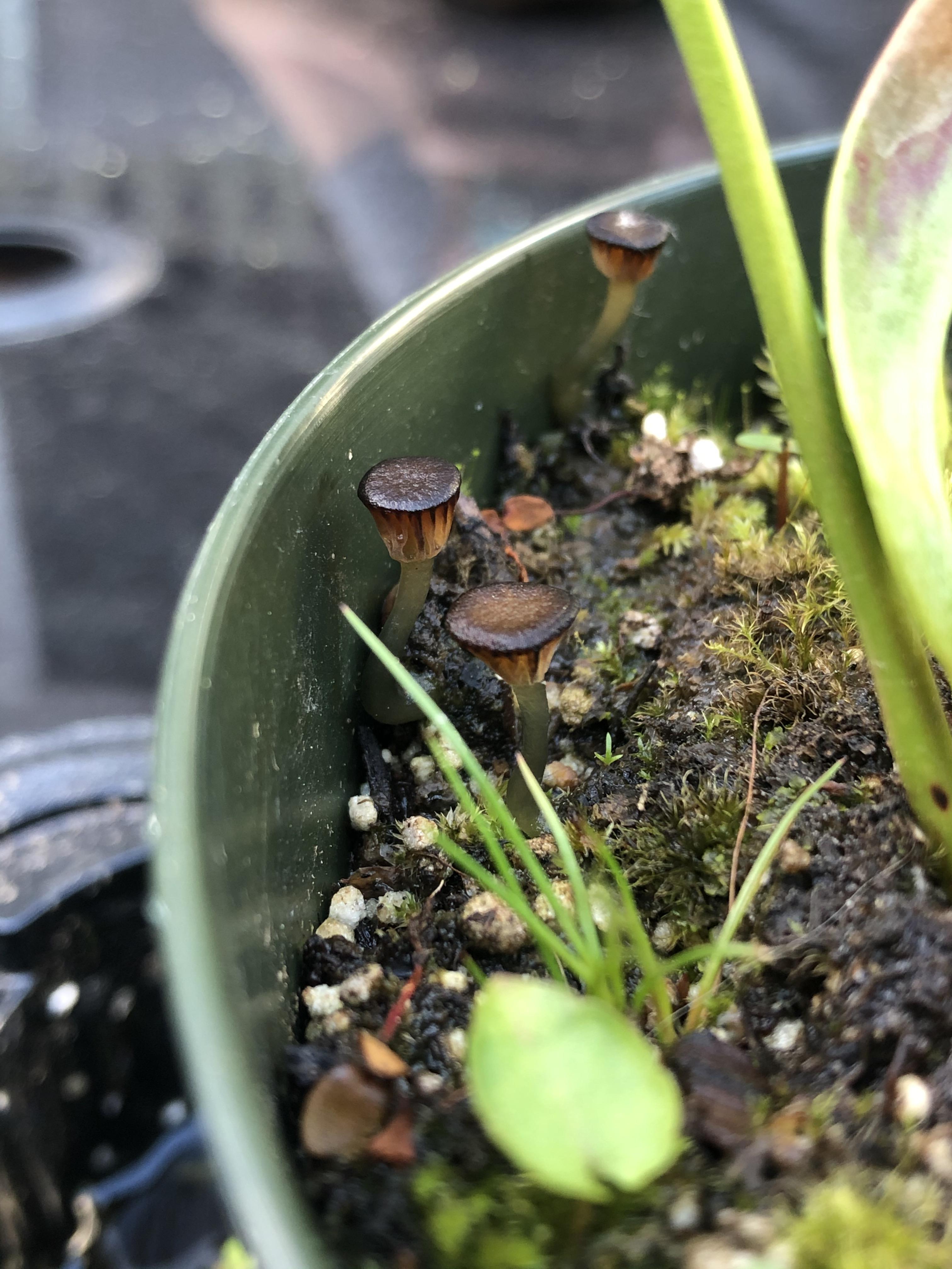 These showed up in my pitcher plant pot r/ShroomID
