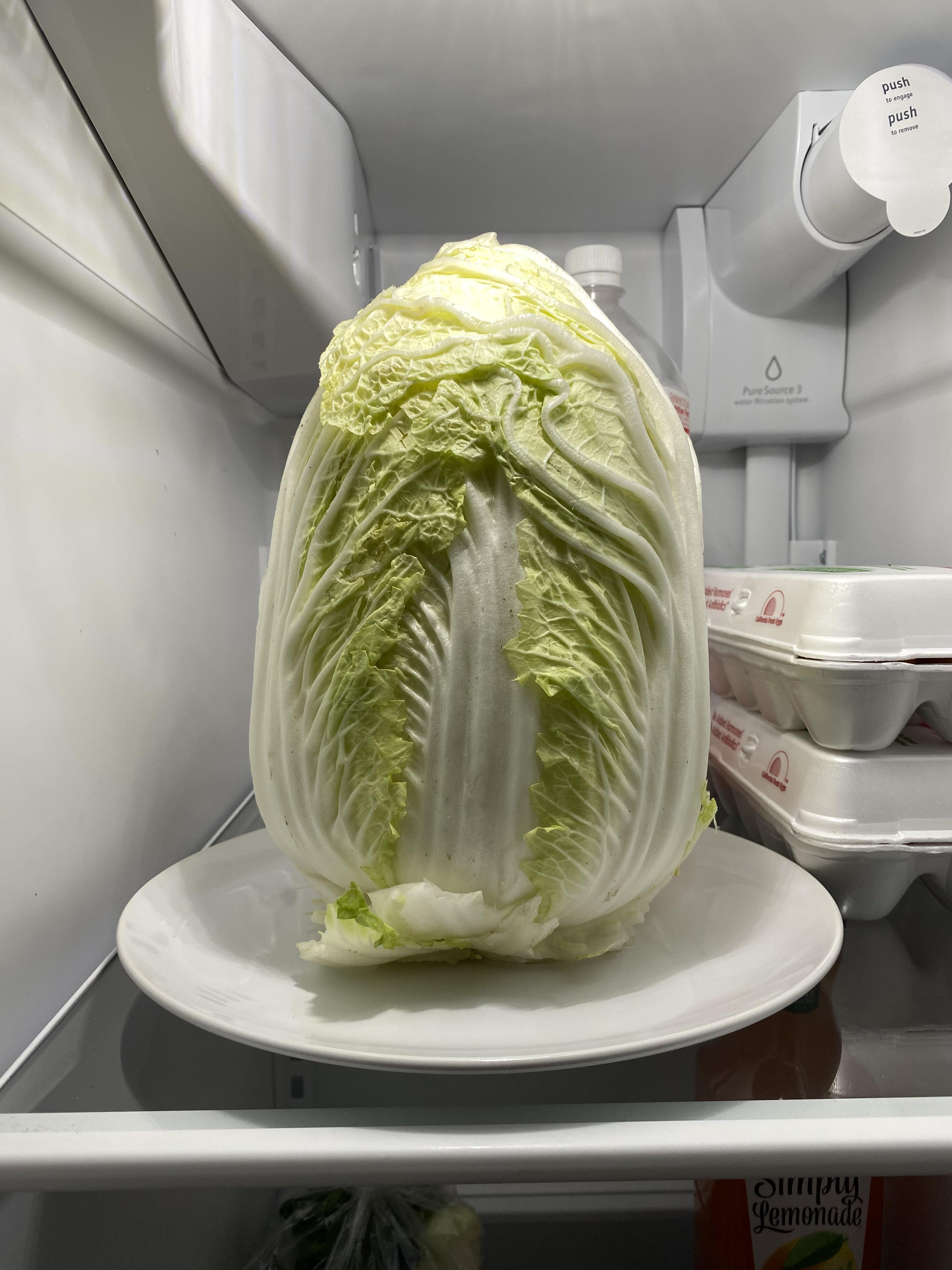 This napa cabbage looks like a Xenomorph egg from Aliens r