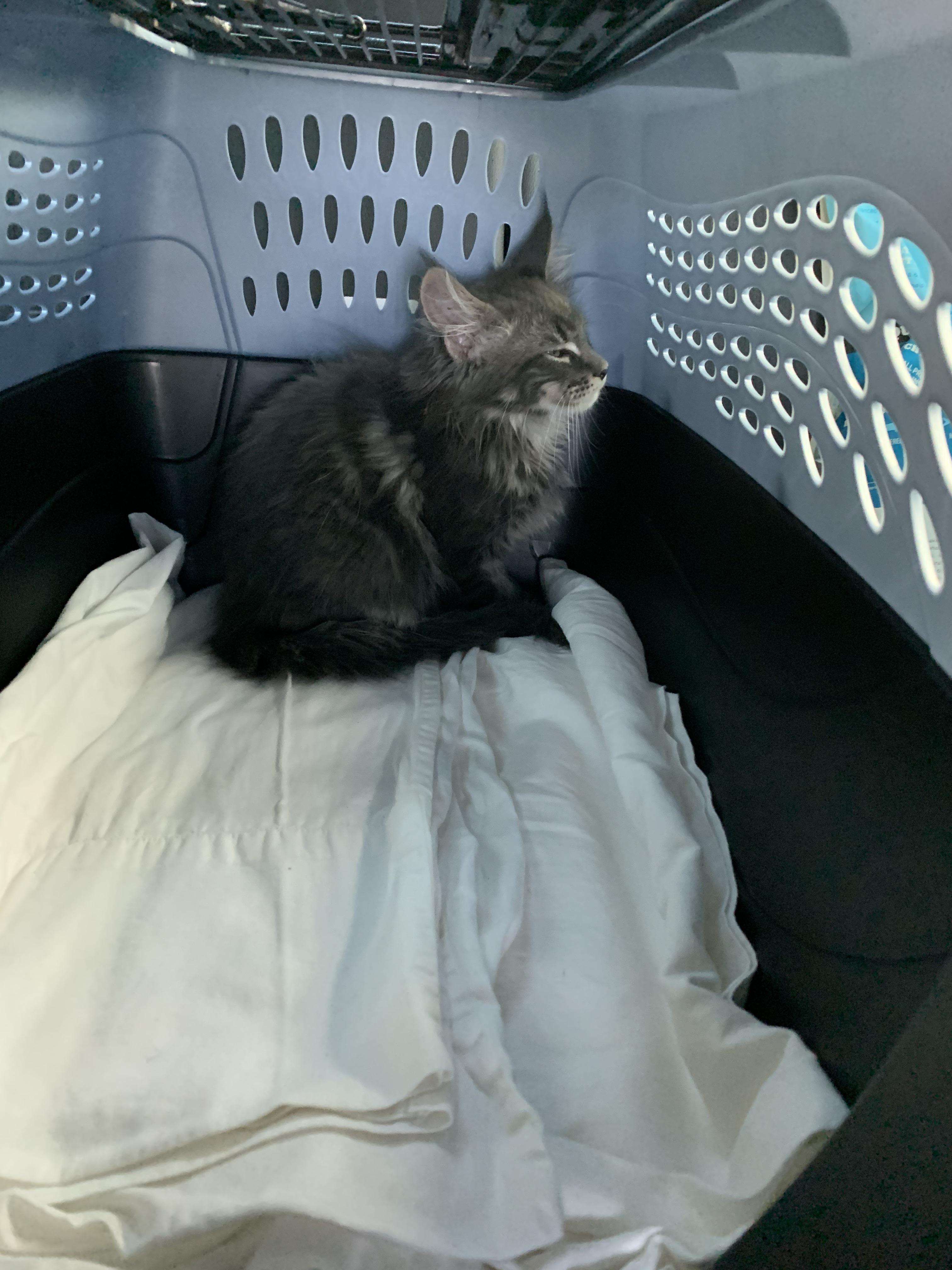 Finally picked up our new baby! Any tips for first time Maine coon