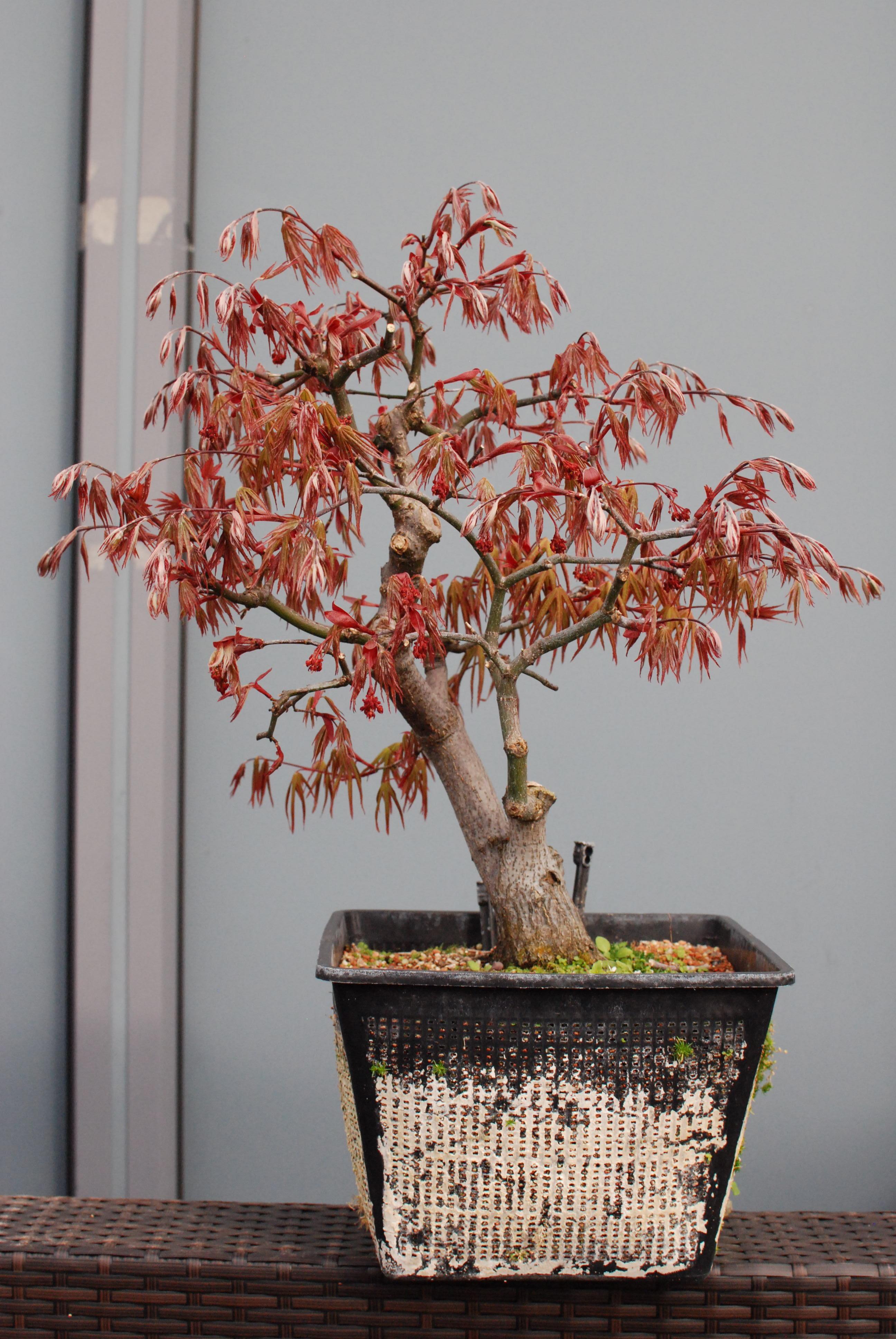 194 best Japanese Maple Bonsai images on Pholder Bonsai, Bonsai Porn