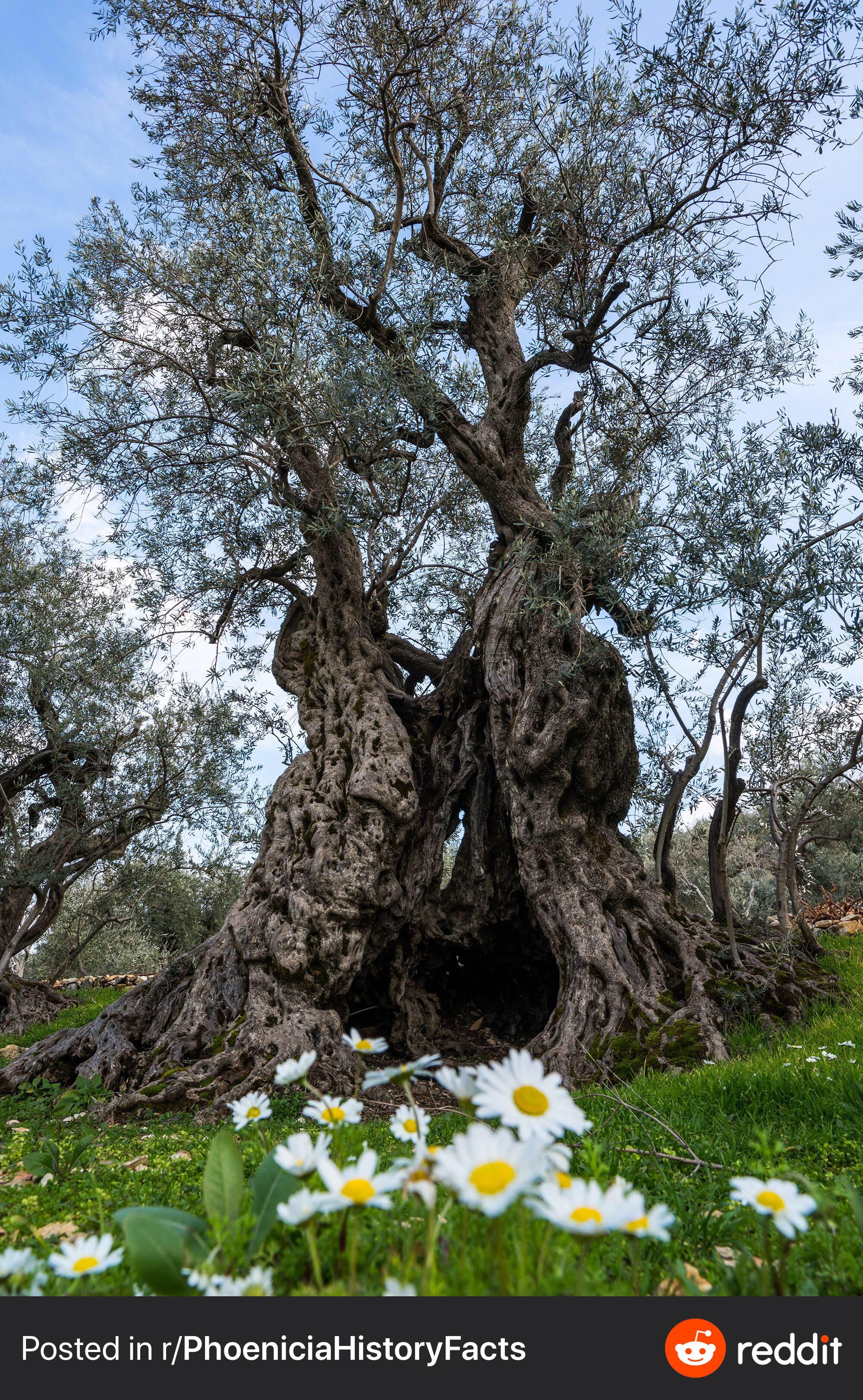 One of many ancient olive trees in Lebanon, photo by Dr. Harout