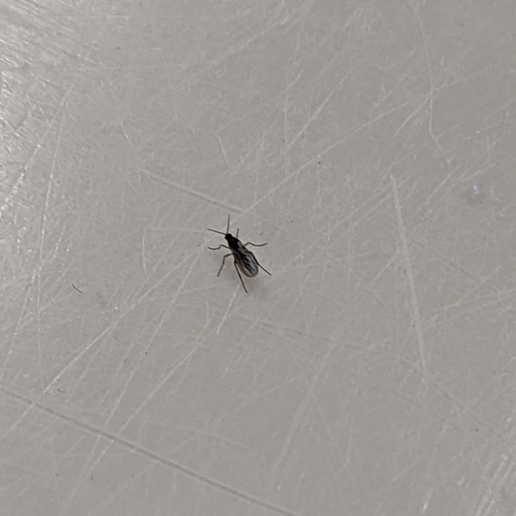 Help identifying these annoying gnats that keep showing up in my