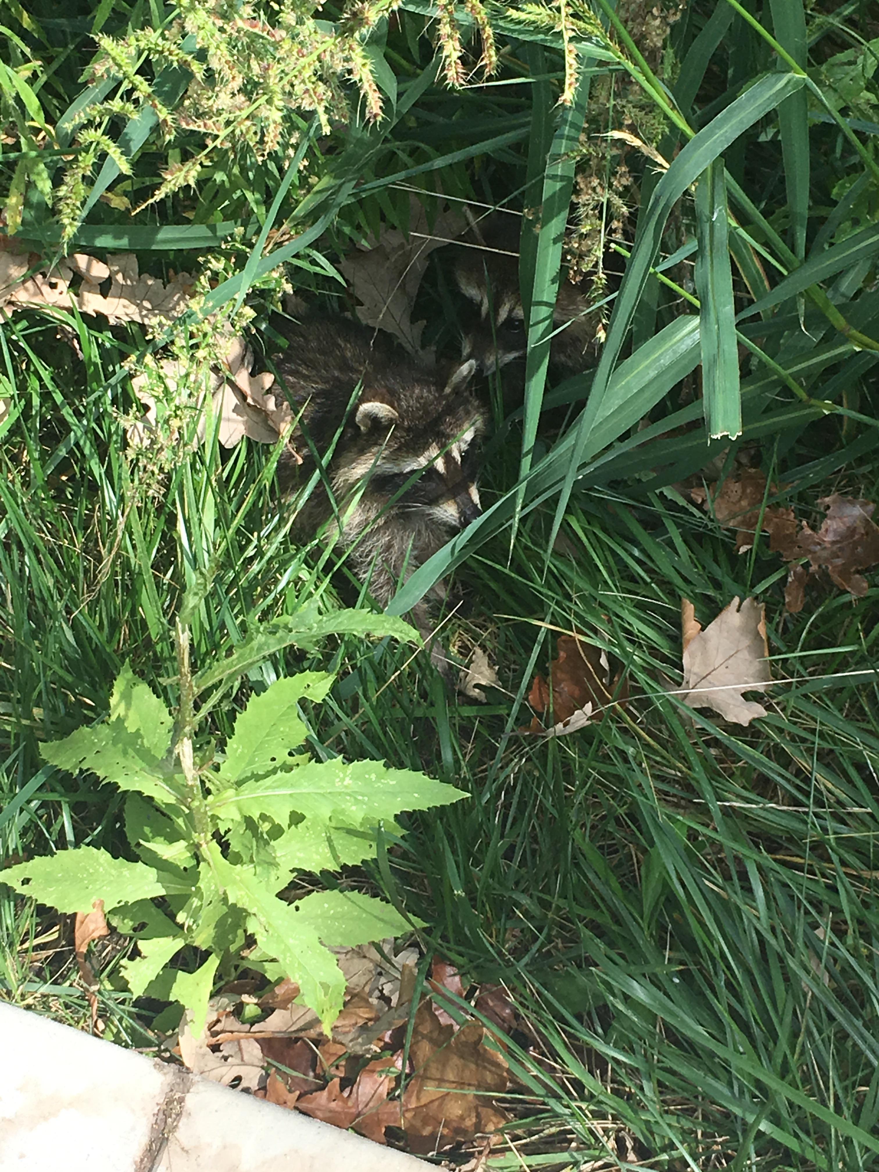 these two trash pandas i found next to a busy path on my university's