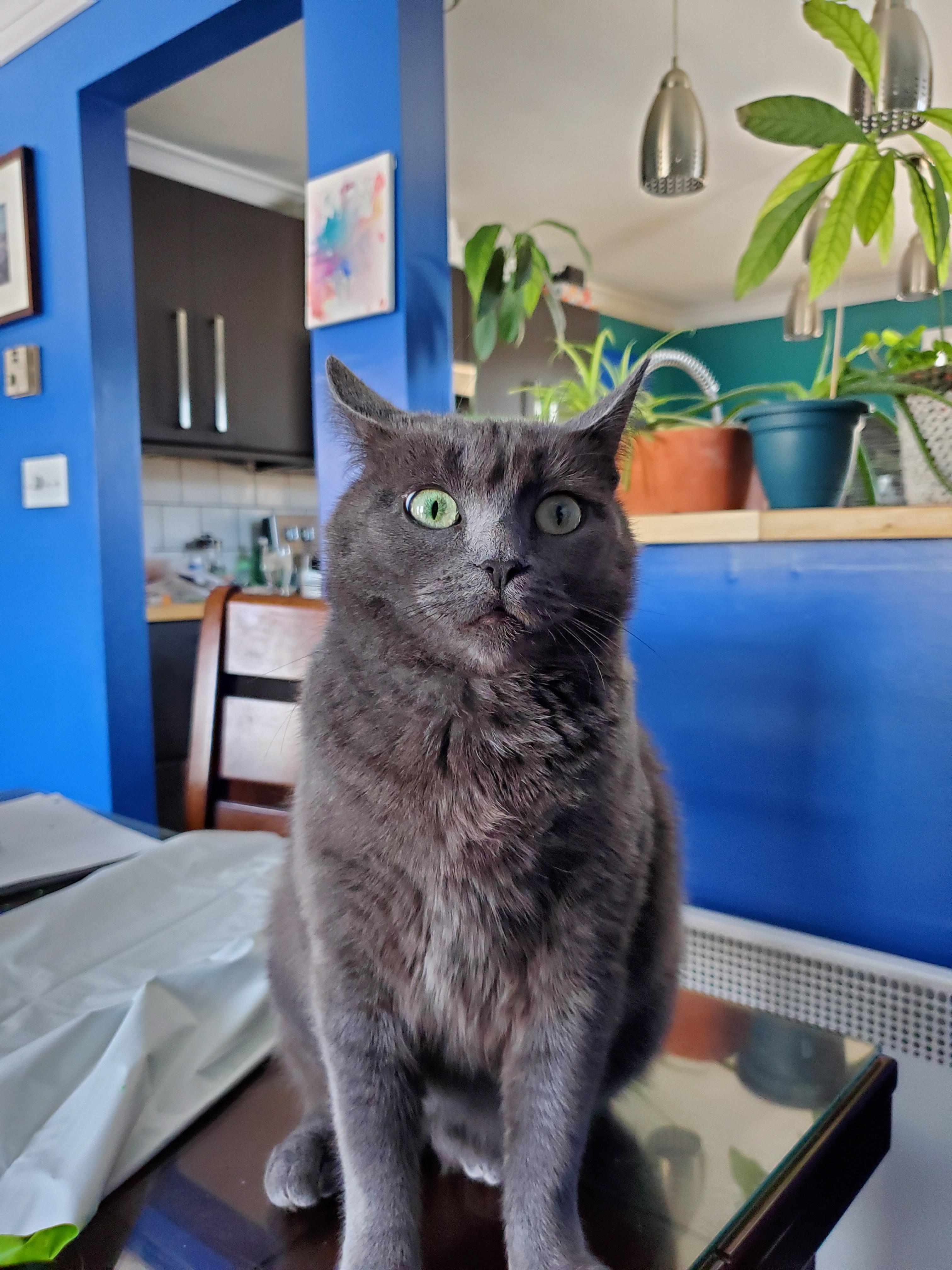 Why is it so hard to get a nice picture of this cat?! 😂 r/cats