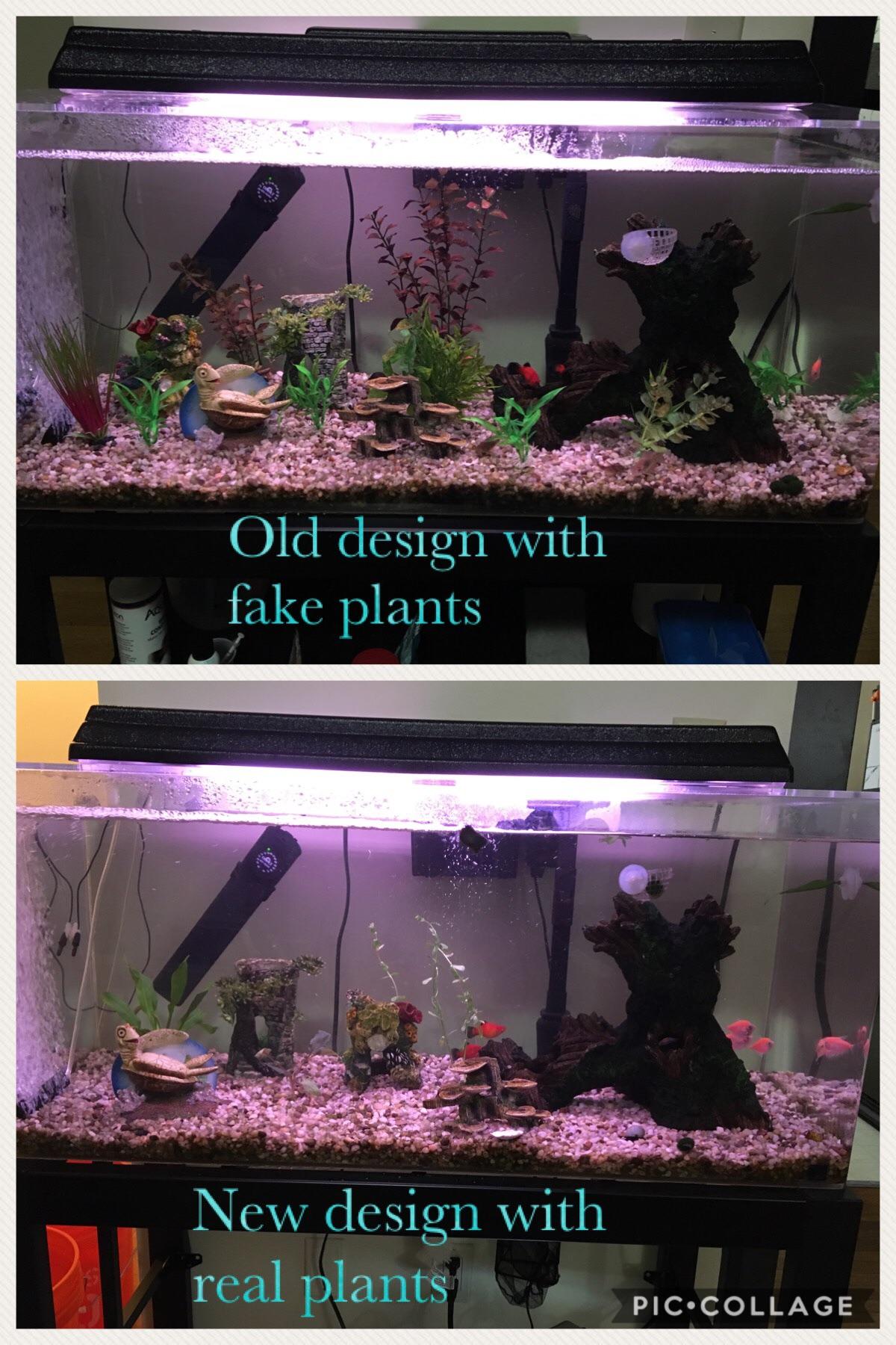 New plants in an established tank r/PlantedTank
