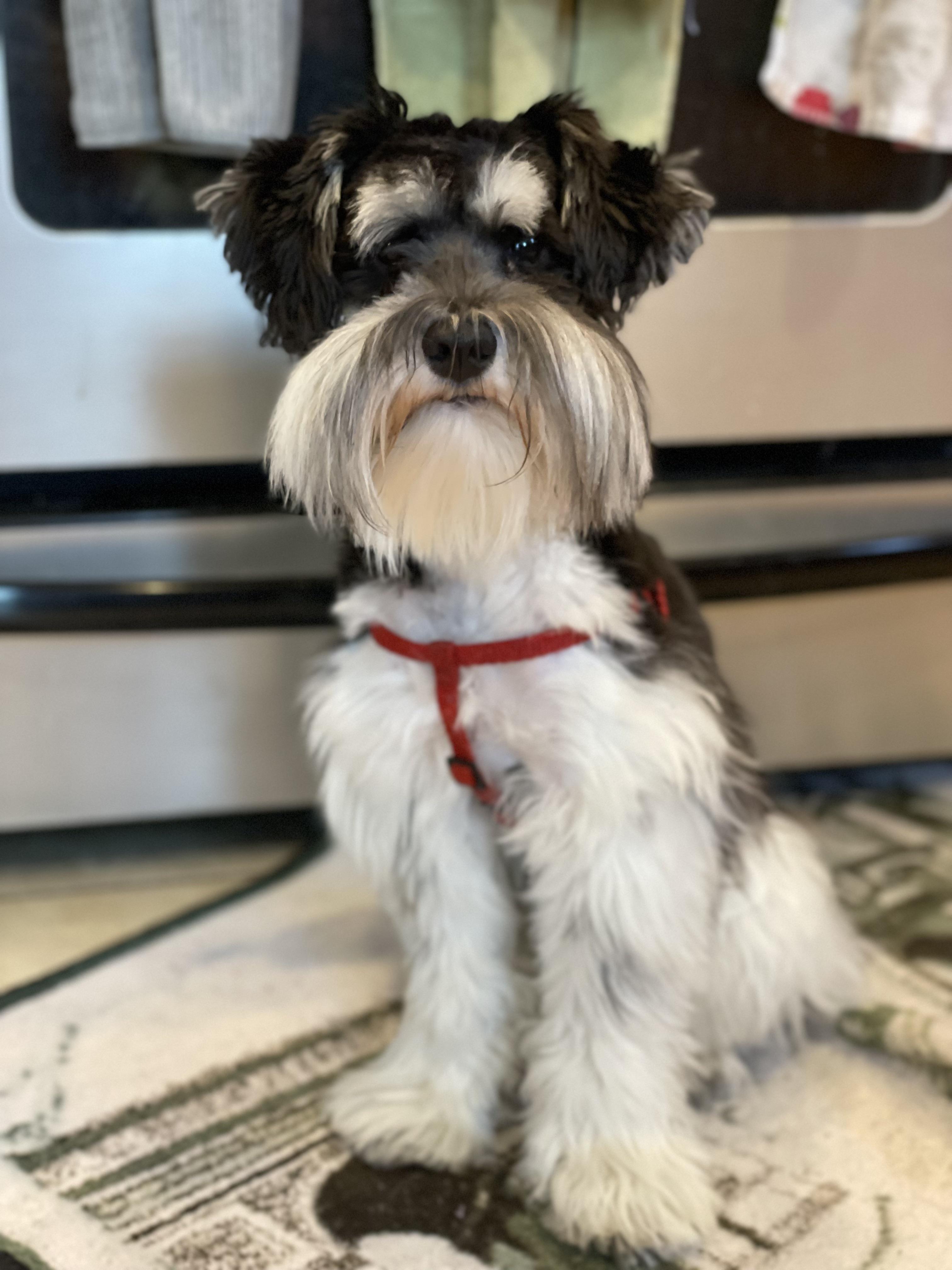 Anyone else name their pet after a Seinfeld character? Here is my Cosmo