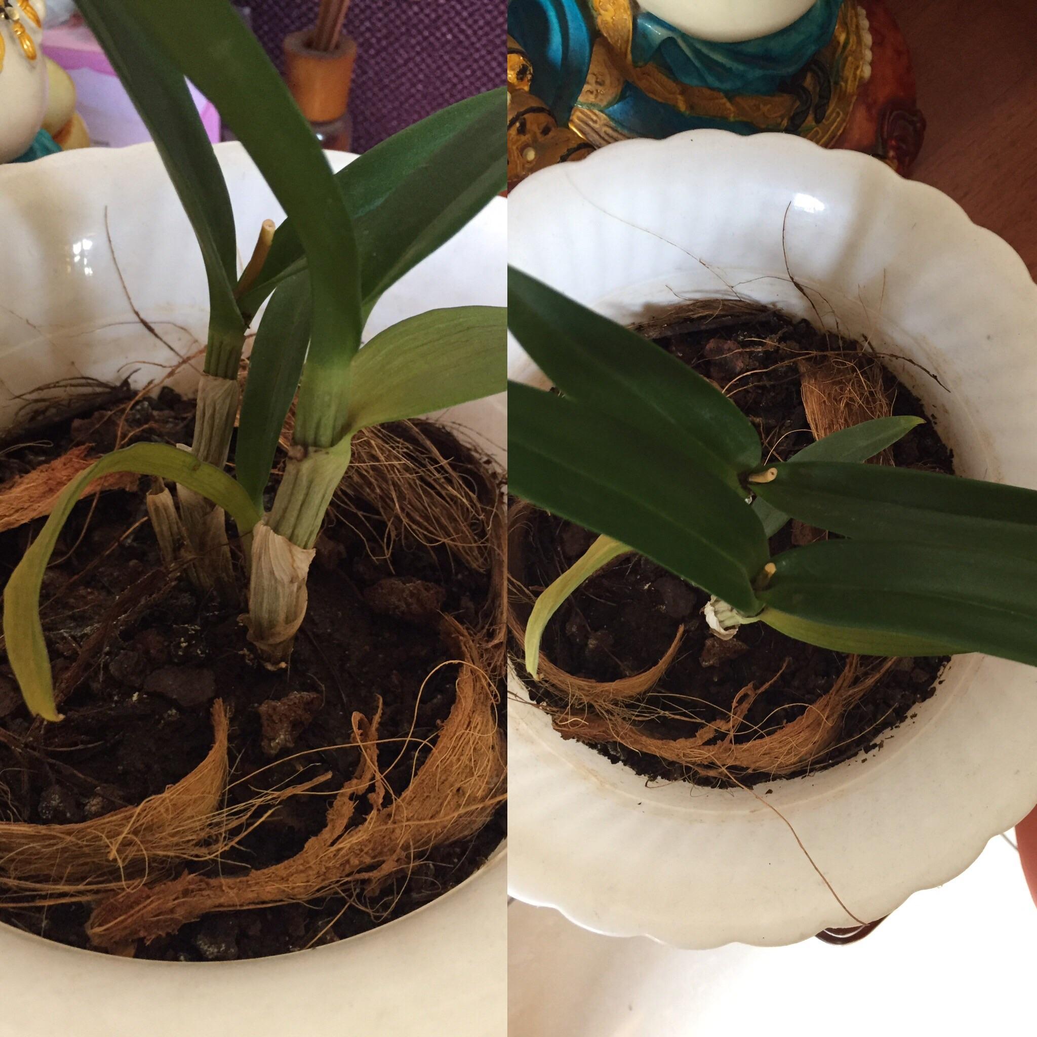 Please help orchid blooms fell off about a year ago, and the lower