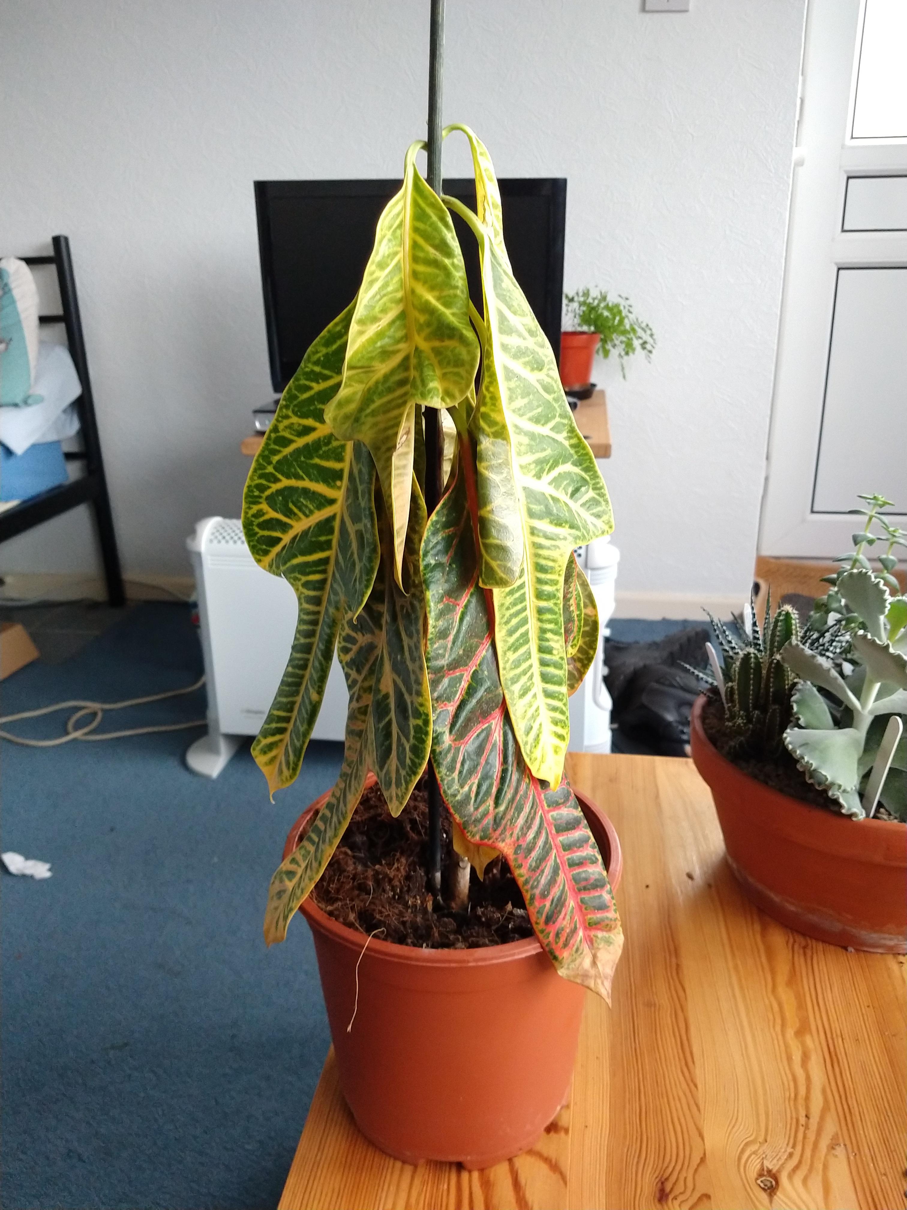 Found this croton outside by the bin, I think it's been overwatered