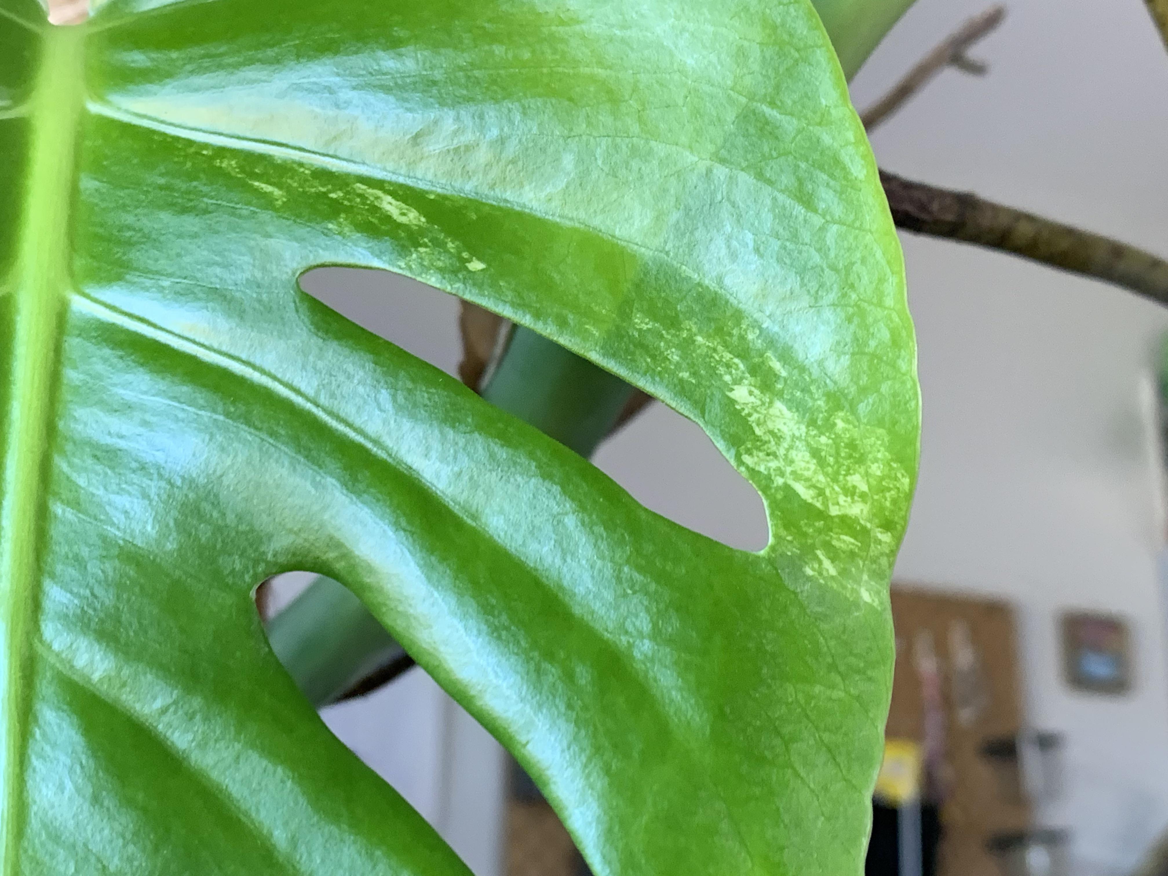 My new monstera leaf naturally variegated!!! r/Monstera