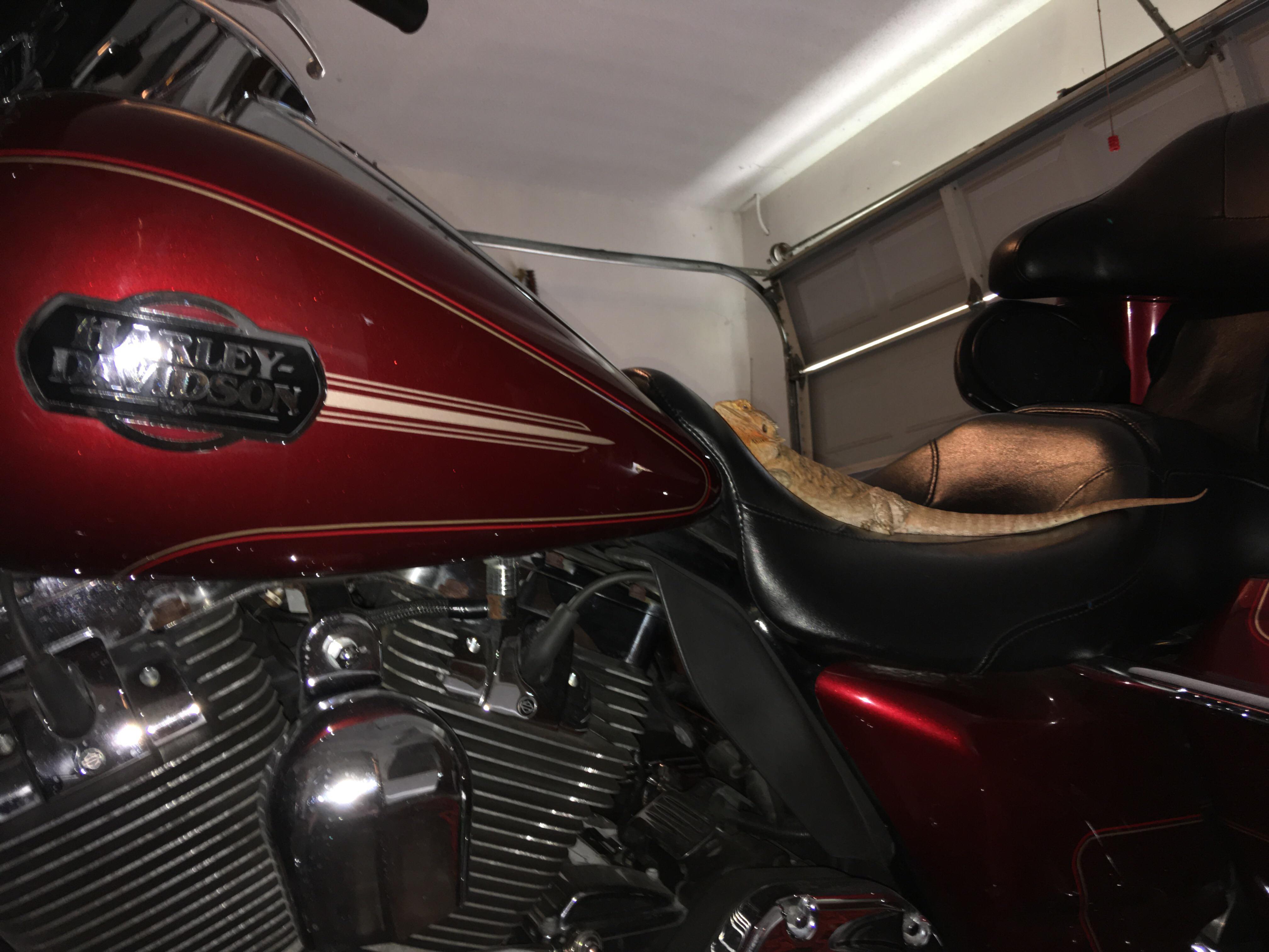 Eclipse said we stan Harley Davidson r/BeardedDragons