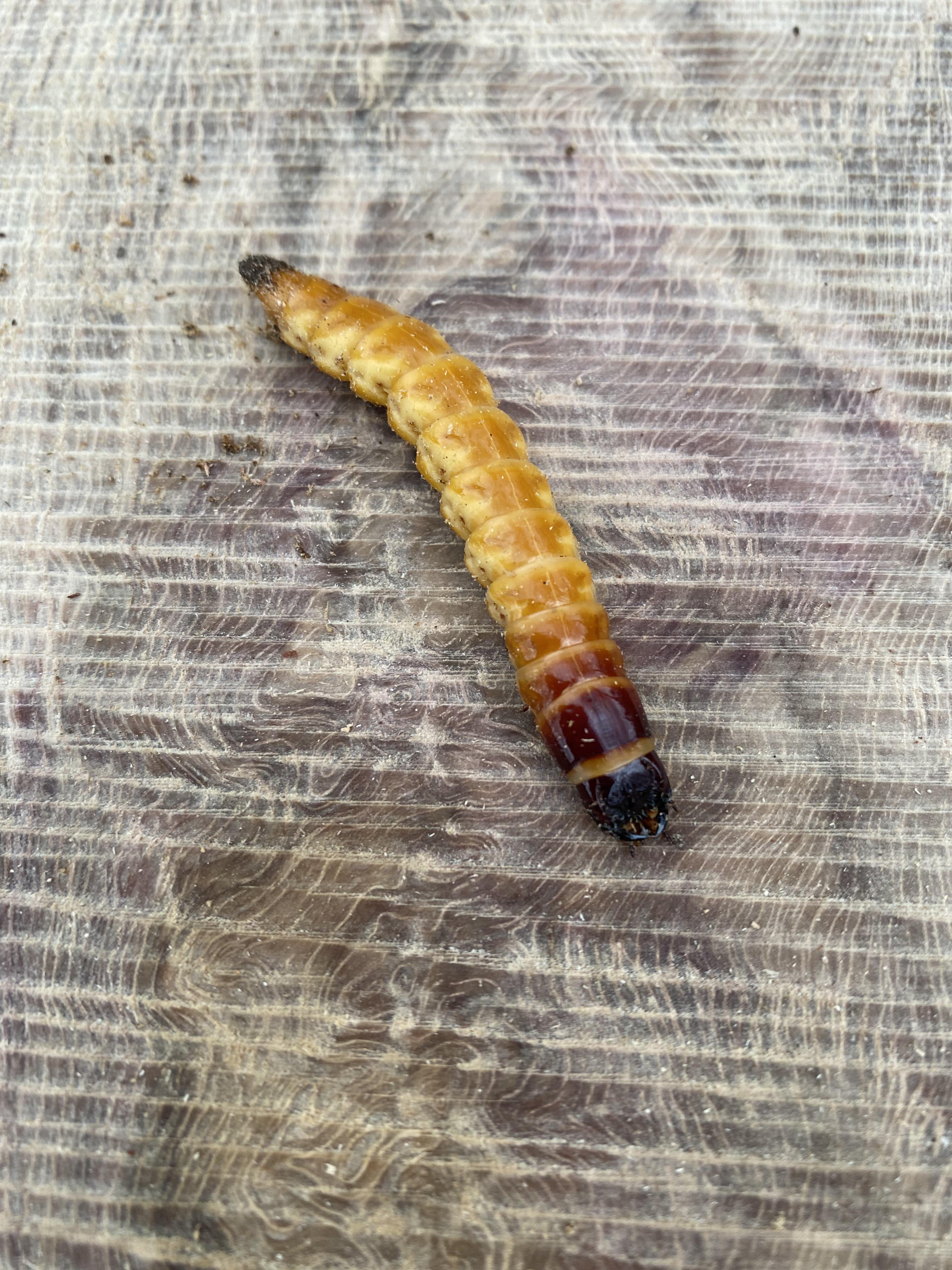 What kind of woodeating bug is this? Found in Northeast of USA r/insects