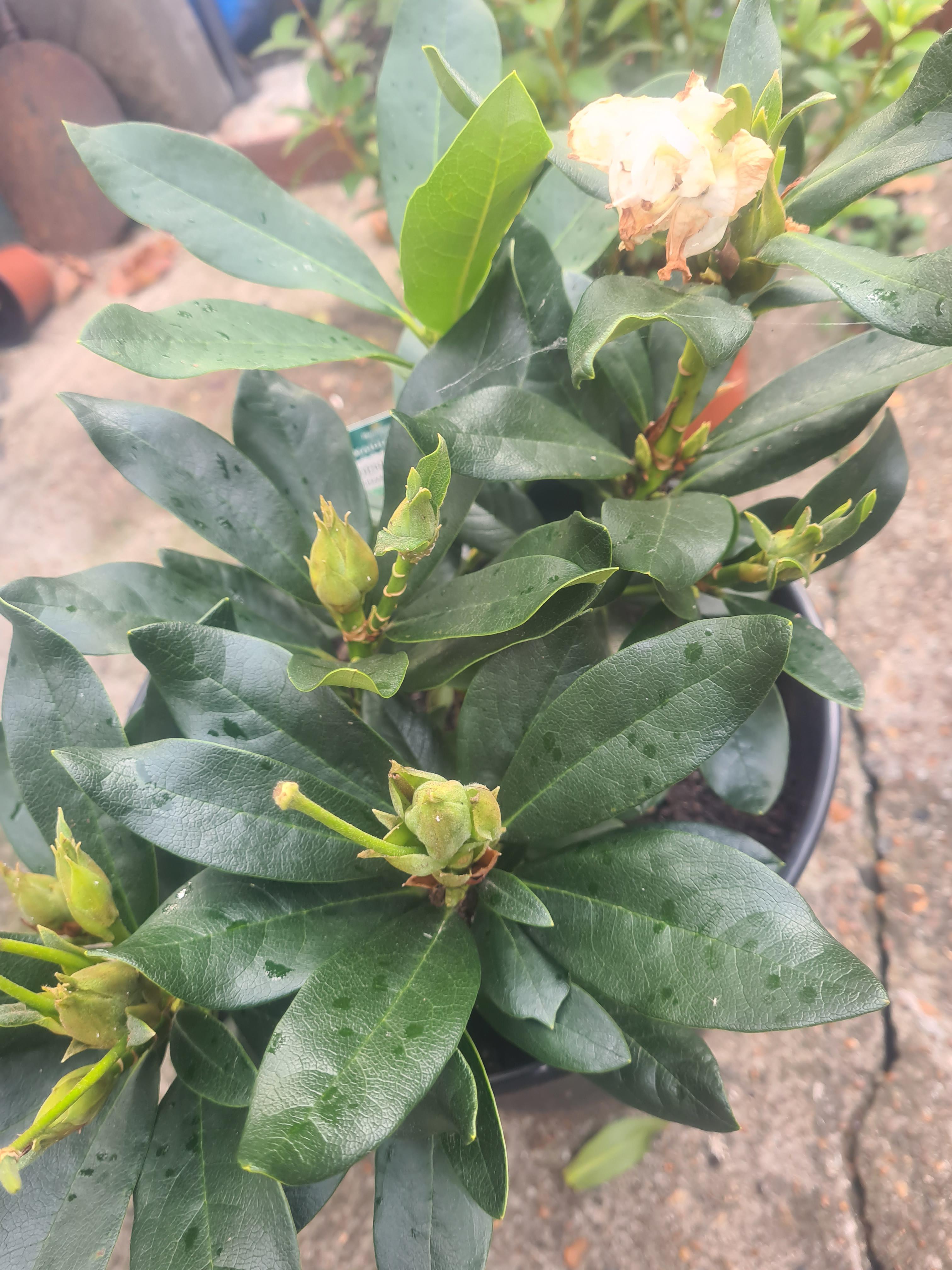 What's the best way to deadhead rhododendron? I have a variety called