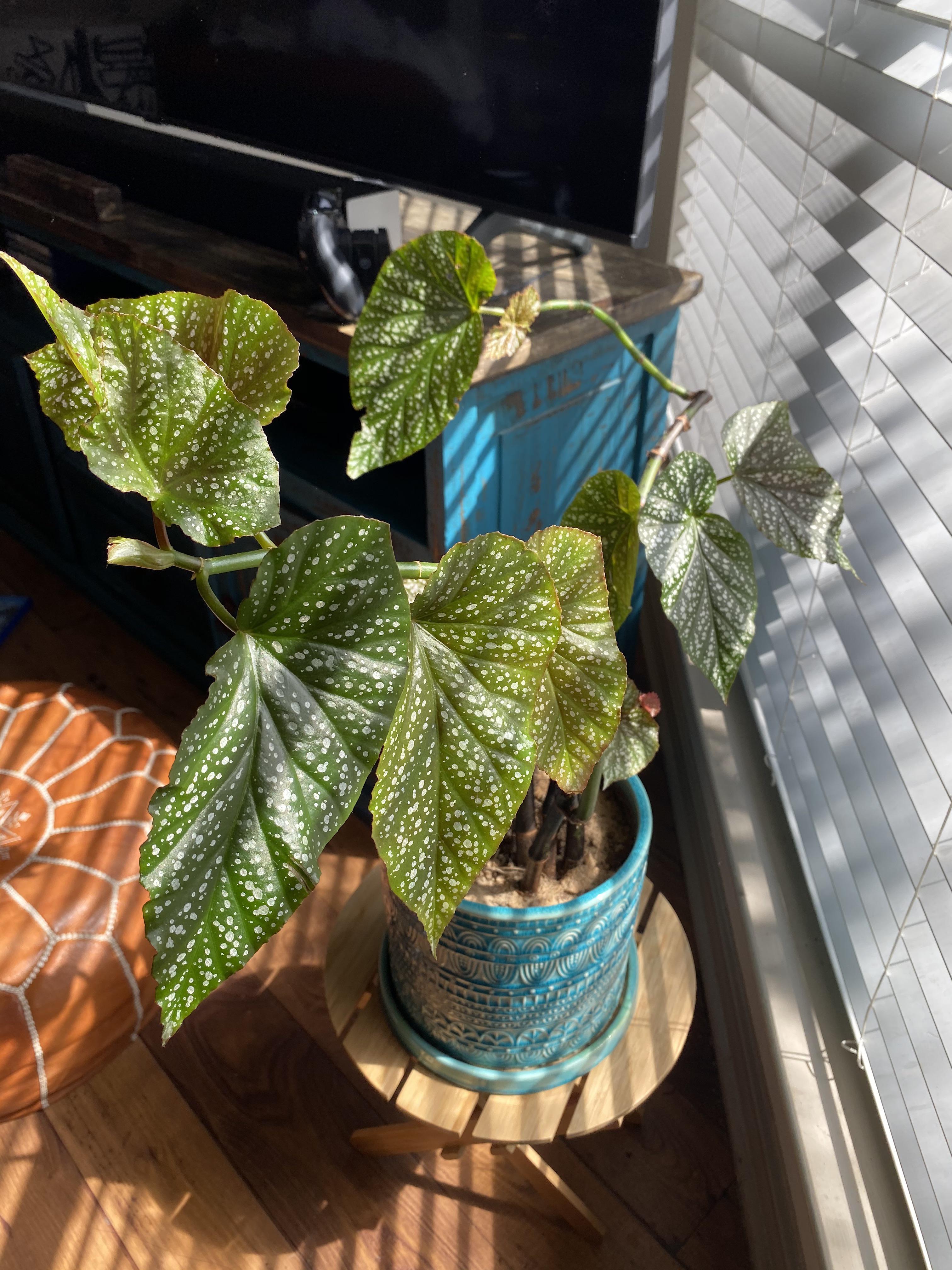 What species of cane begonia and is this too much direct light? He’s