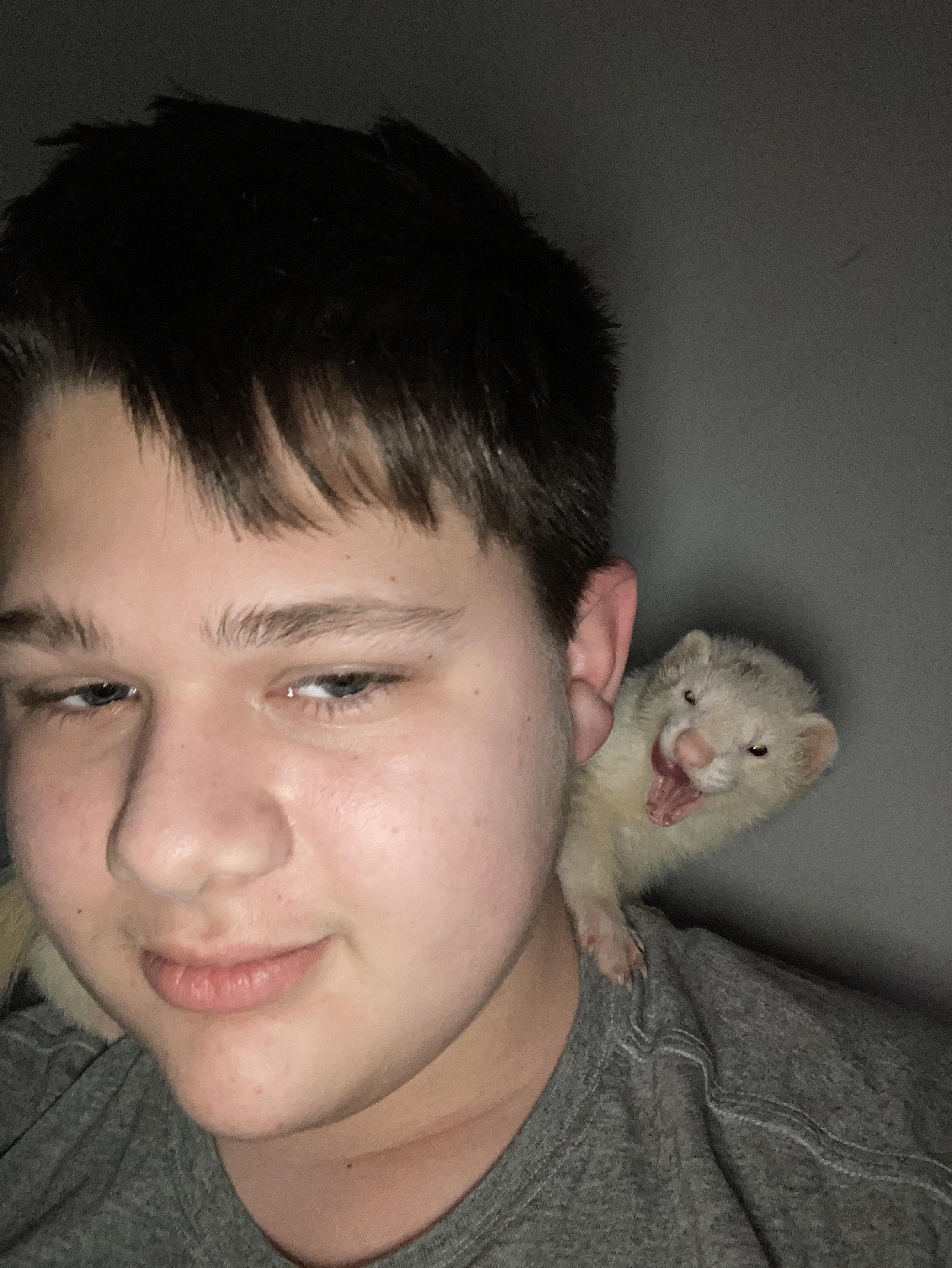 My brothers little albino ferret Silas r/ferrets
