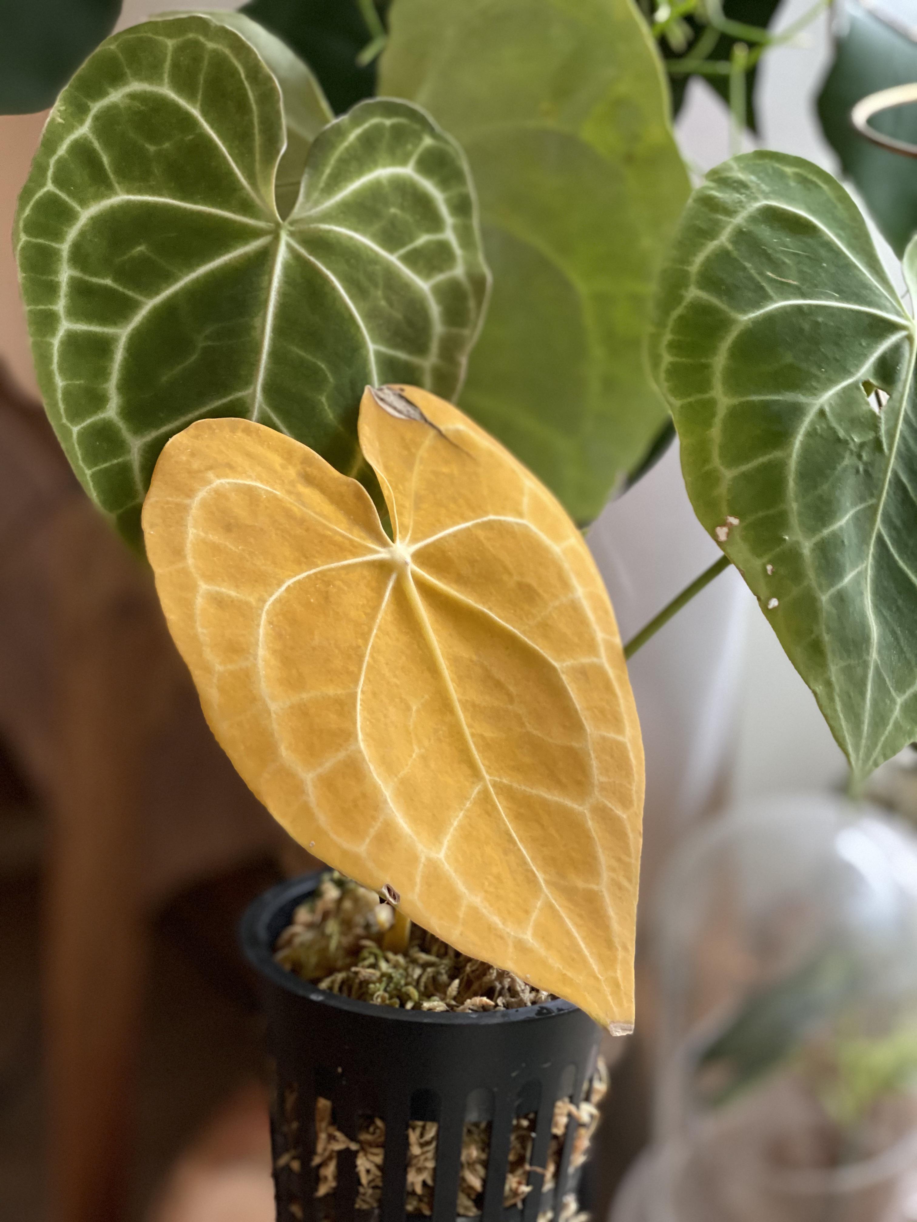 My Anthurium’s oldest leaf went yellow but it’s beautiful! r/houseplants