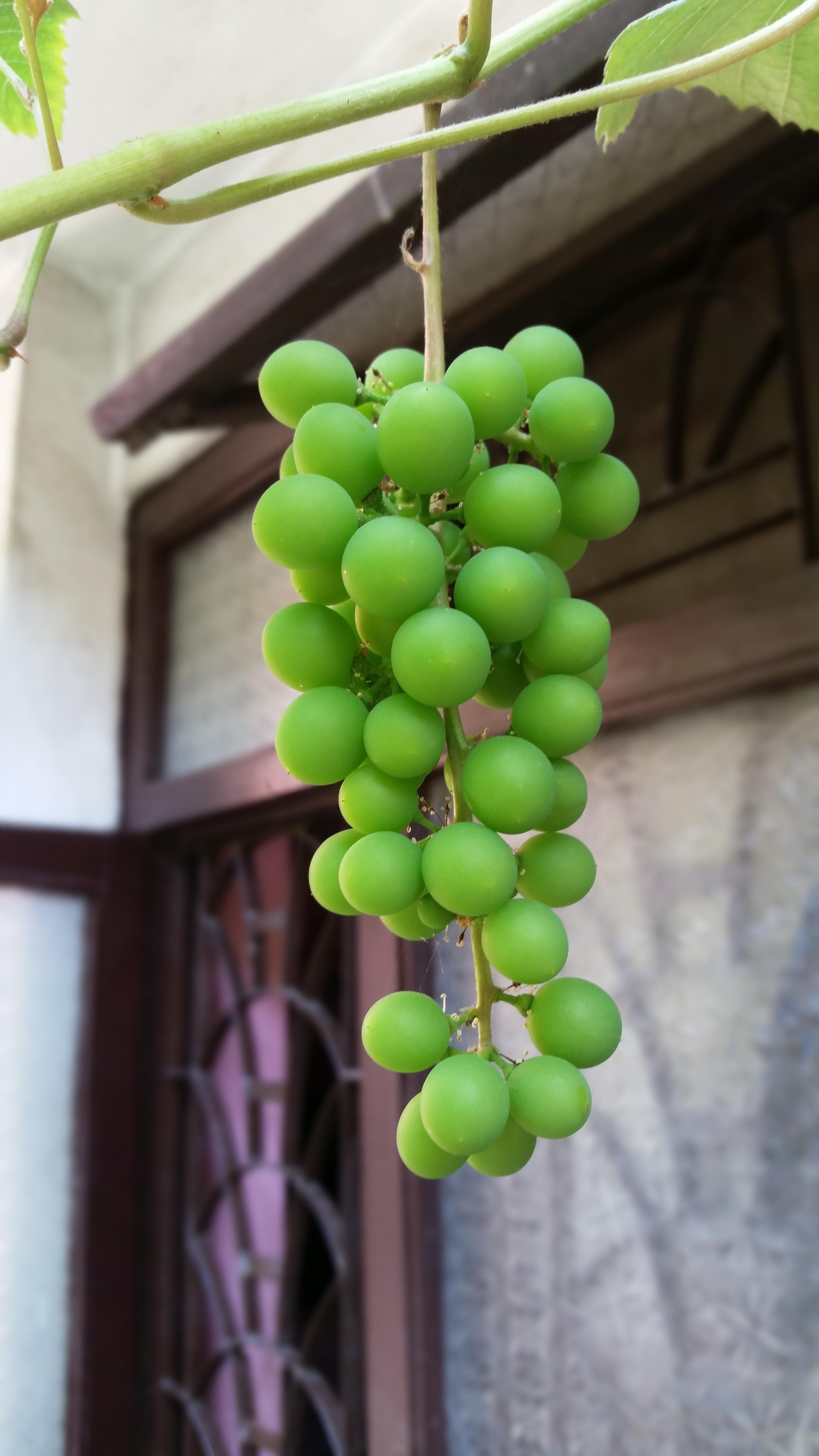 Humble bunch of grapes in Kathmandu, Nepal r/gardening