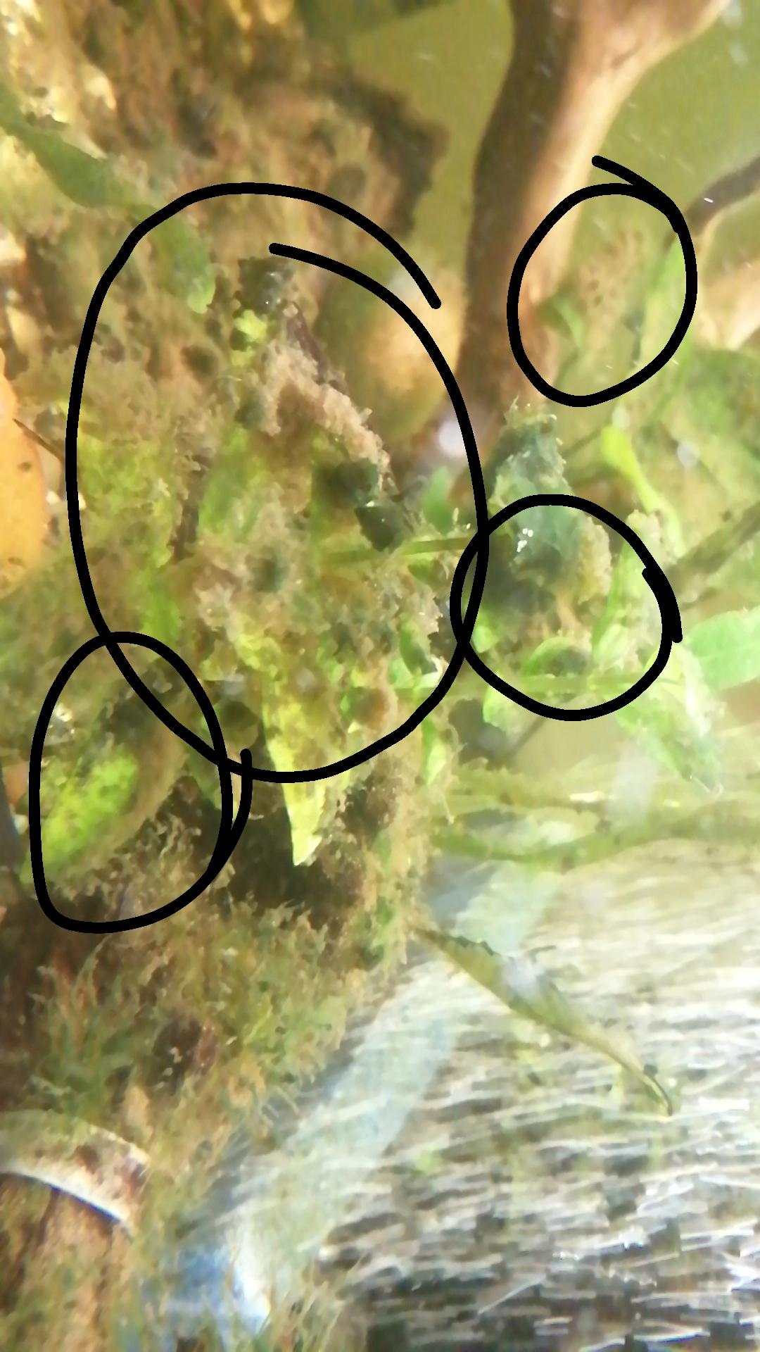 what's this brown stuff? r/Aquariums