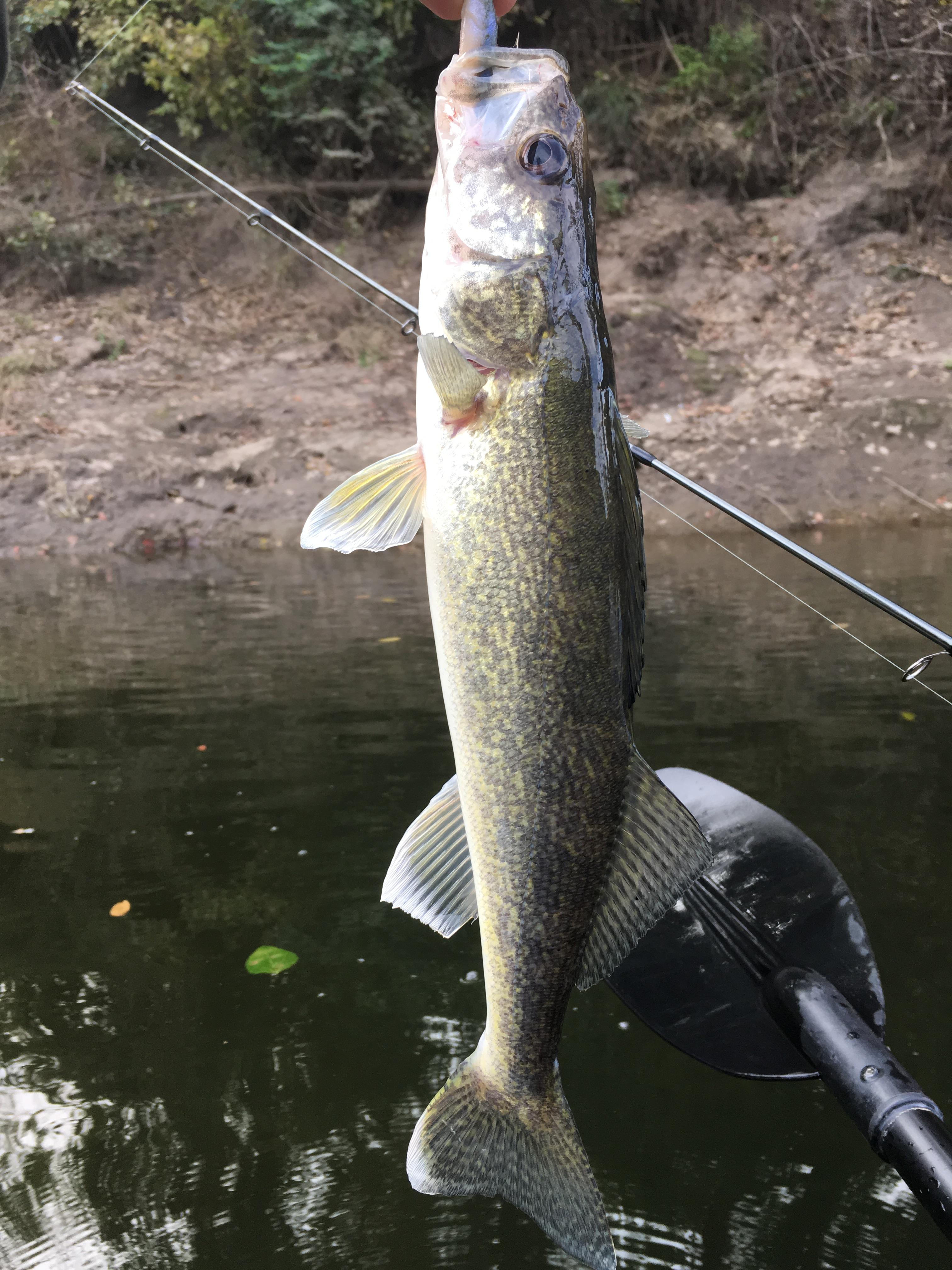 Walleye from a Kansas River tributary [FW] r/Fishing