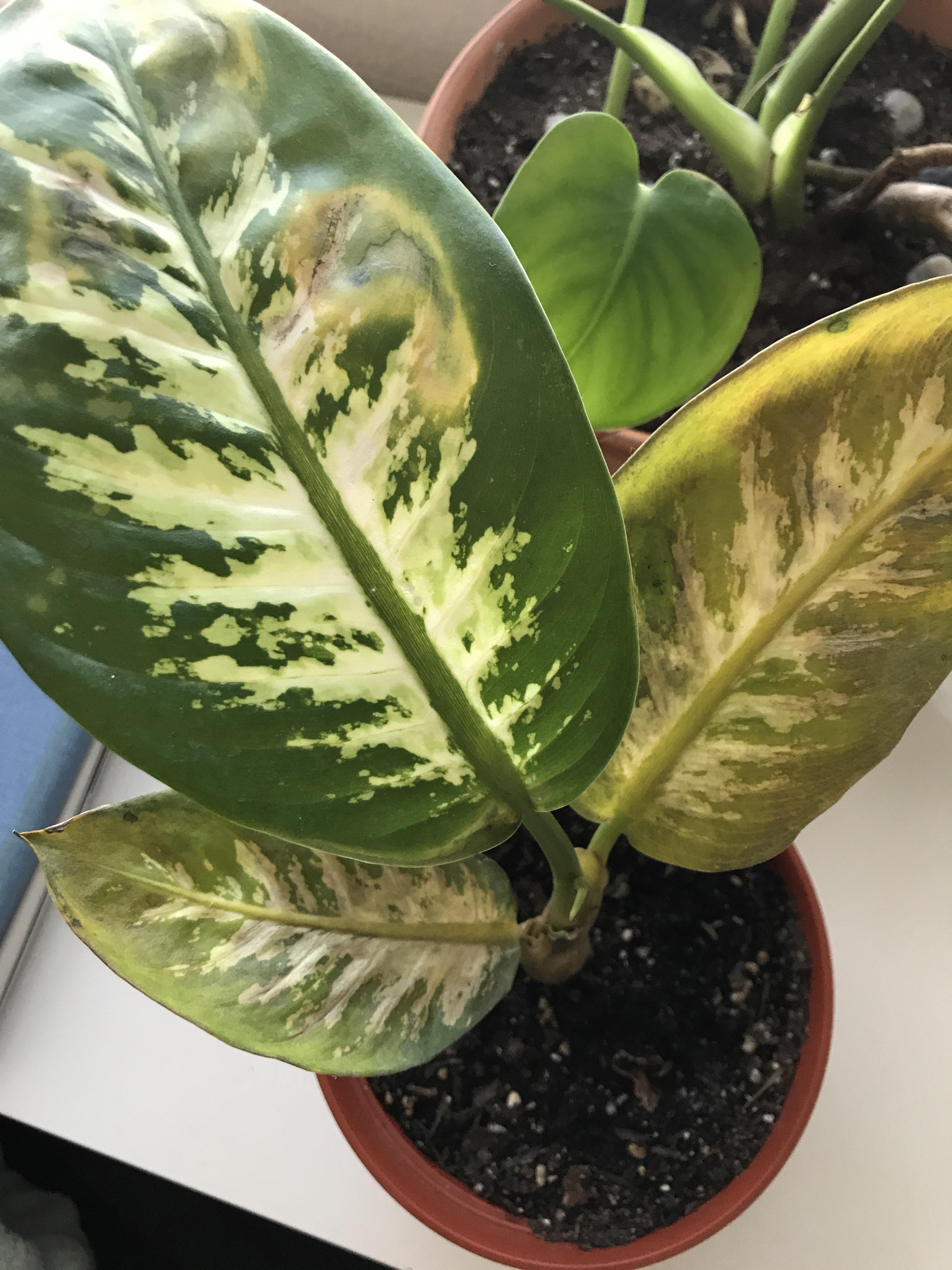 My dumb cane looks like it’s struggling.. I bought it last week, but