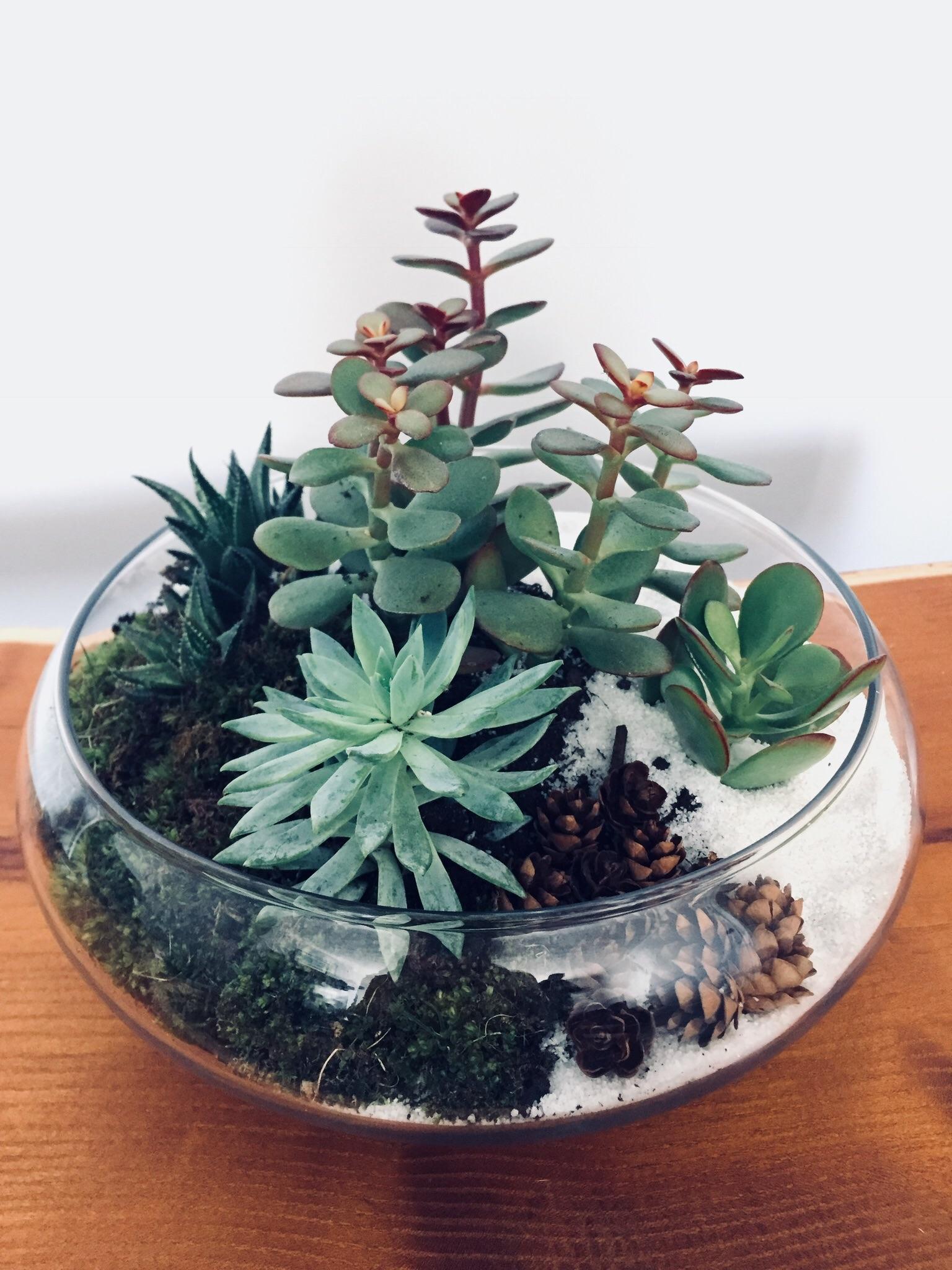 Built my cousin a terrarium for his apartment and now he’s addicted to