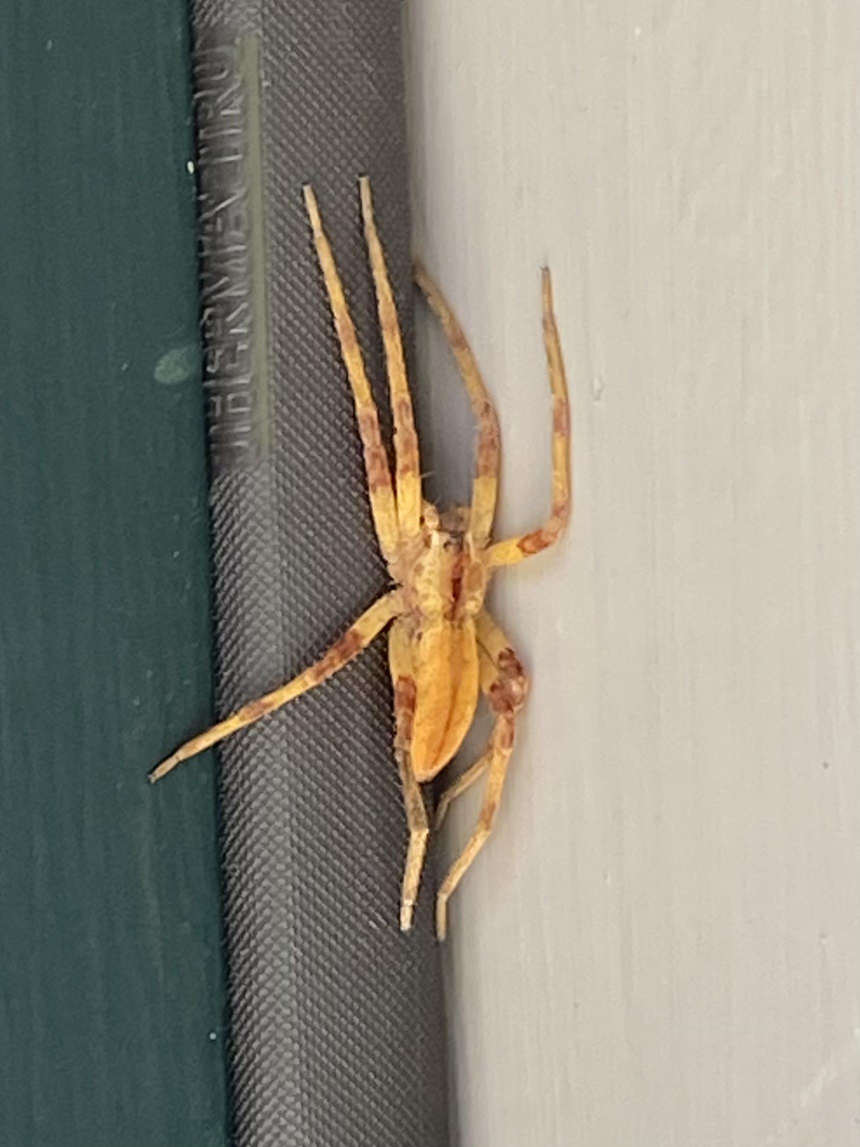[New Hampshire] Large bright yellow spider found outside on my door