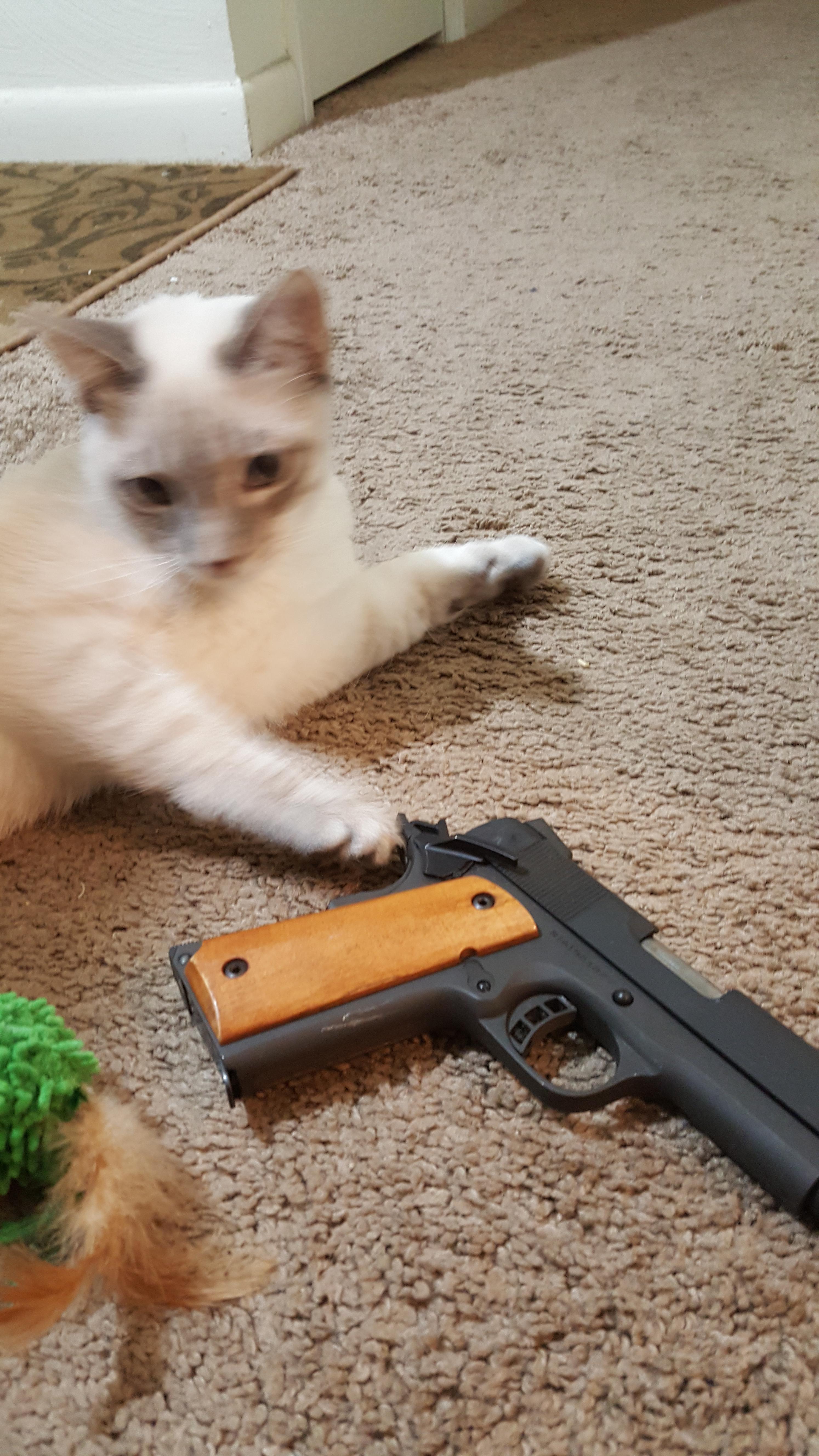 Guess it's time to teach the cat Gun Safety. r/guns