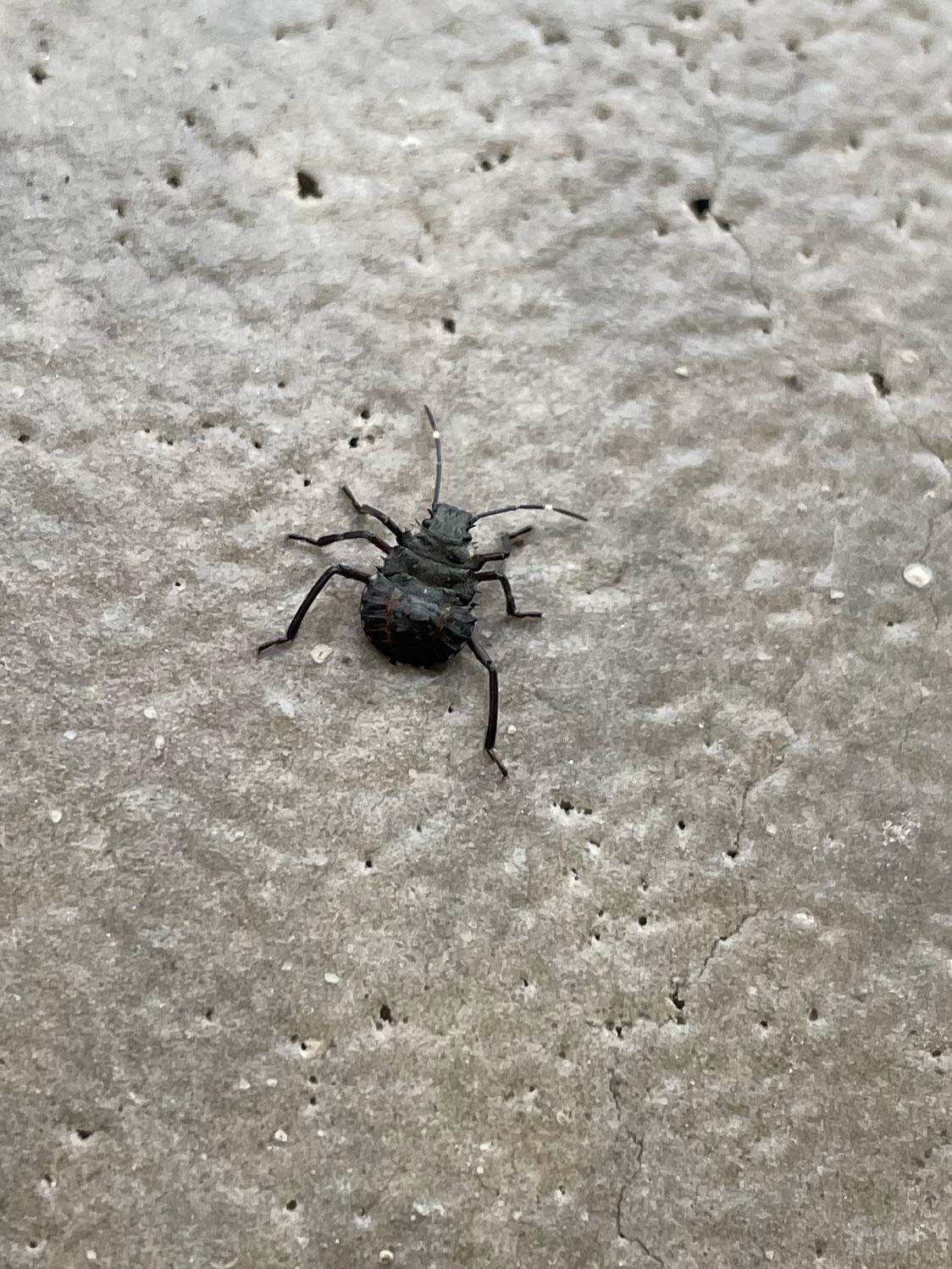 What is this bug? Found in Scranton pa very tiny almost thought it was a weevil. r/whatsthisbug